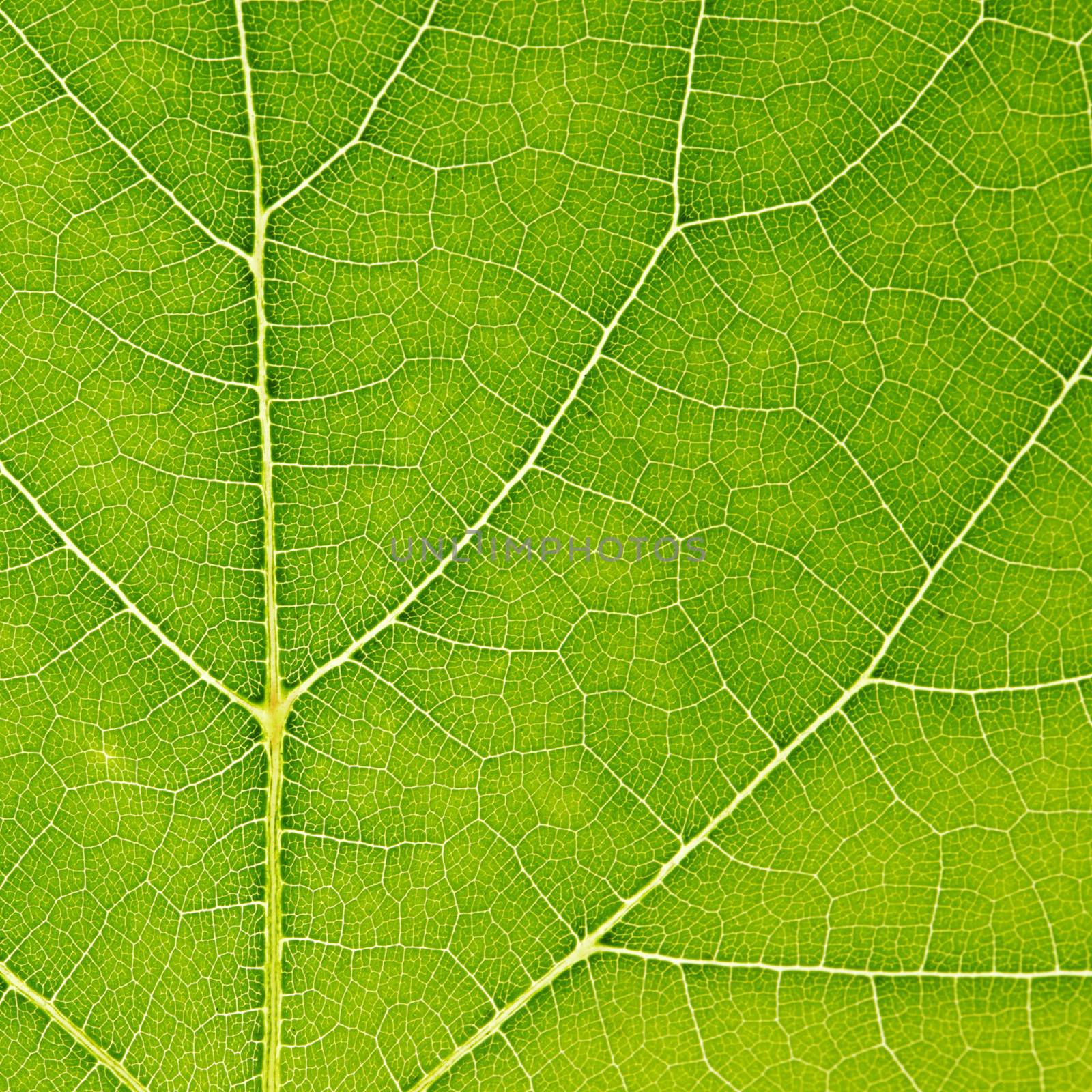 Green leaf texture by Yellowj