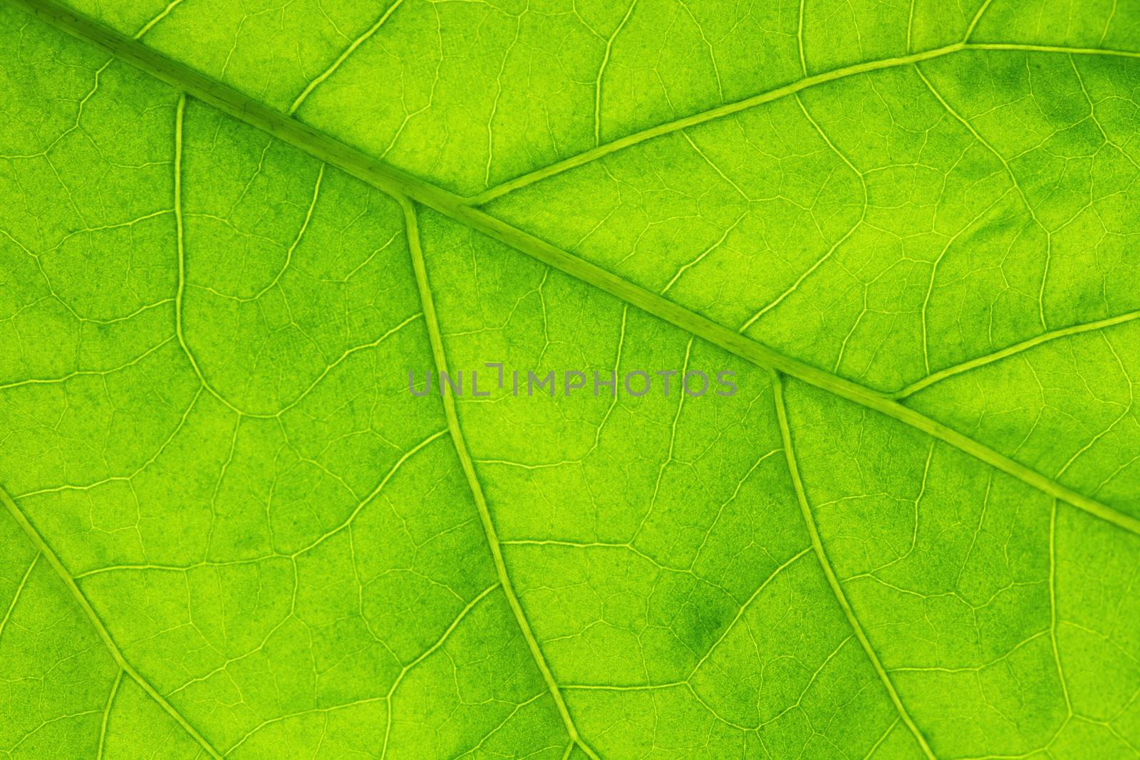 Fresh dreen leaf texture macro close-up