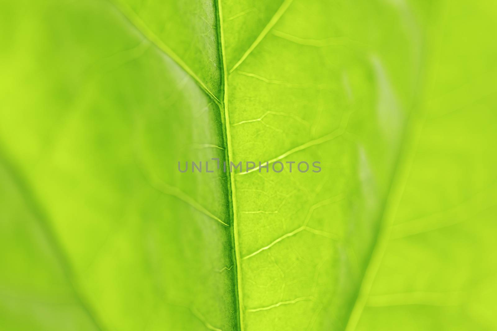 Fresh dreen leaf texture macro close-up