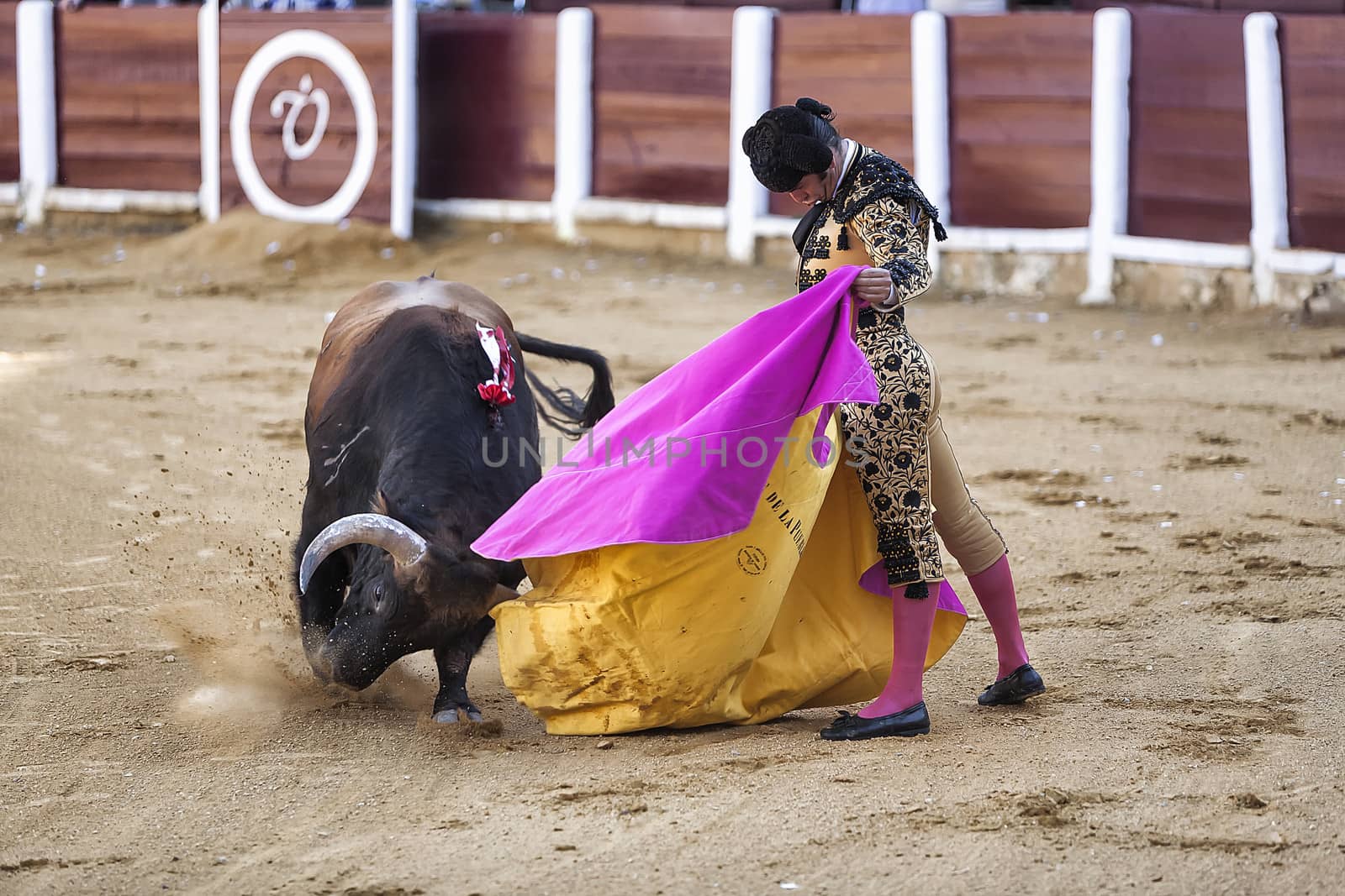 Ubeda, Jaen provincia, SPAIN , 29 september 2010:  Spanish bullfighter Morante de la Puebla fighting with the cape in its first bull of the evening in in Ubeda bullring, Jaen, Spain, 29 September 2010