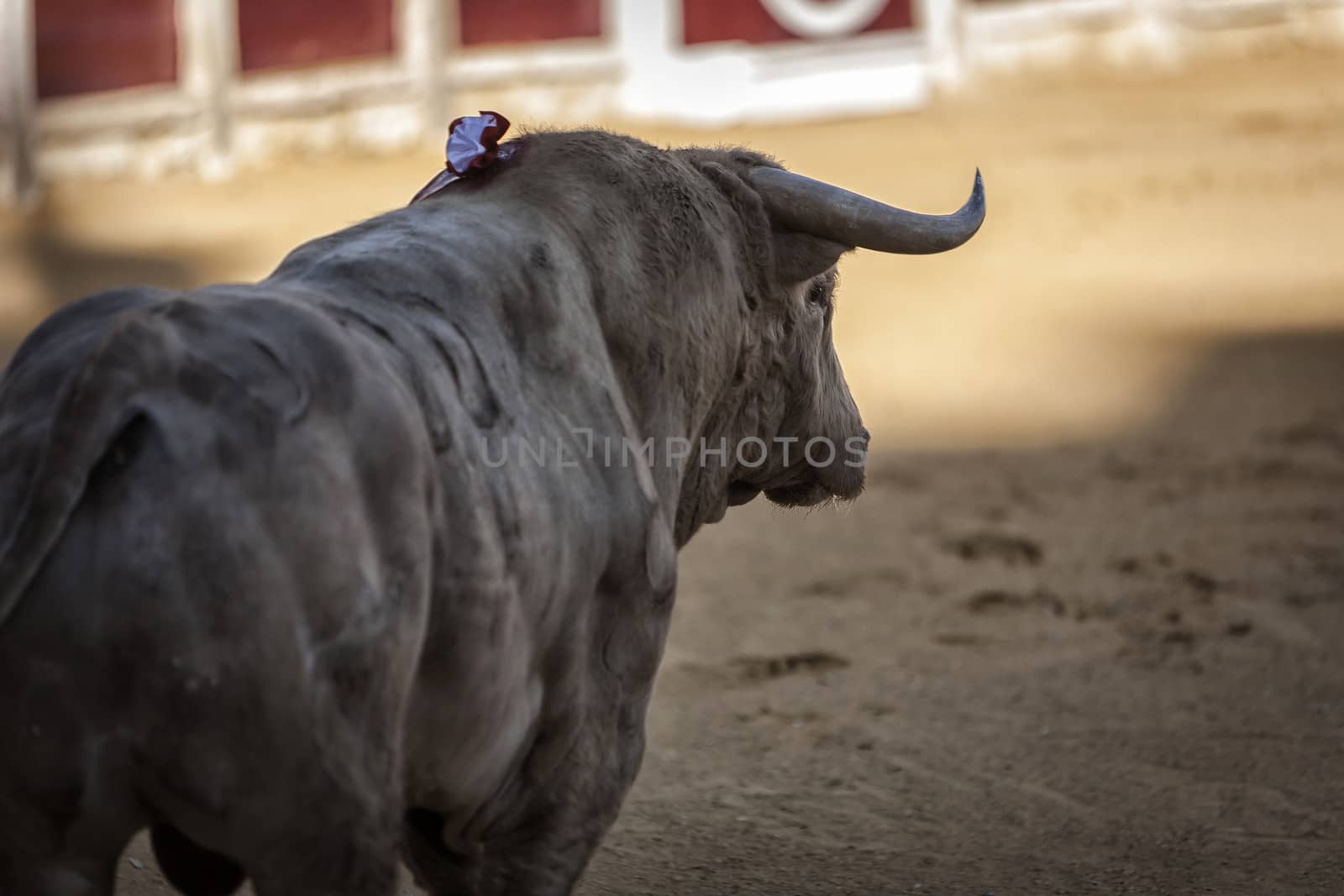 Capture of the figure of a brave bull in a bullfight, Spain