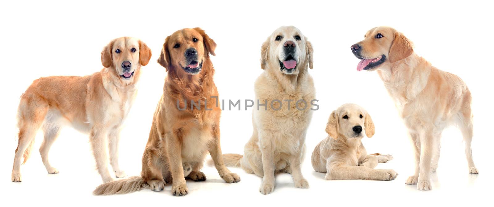 purebred golden retrievers sin front of a white background