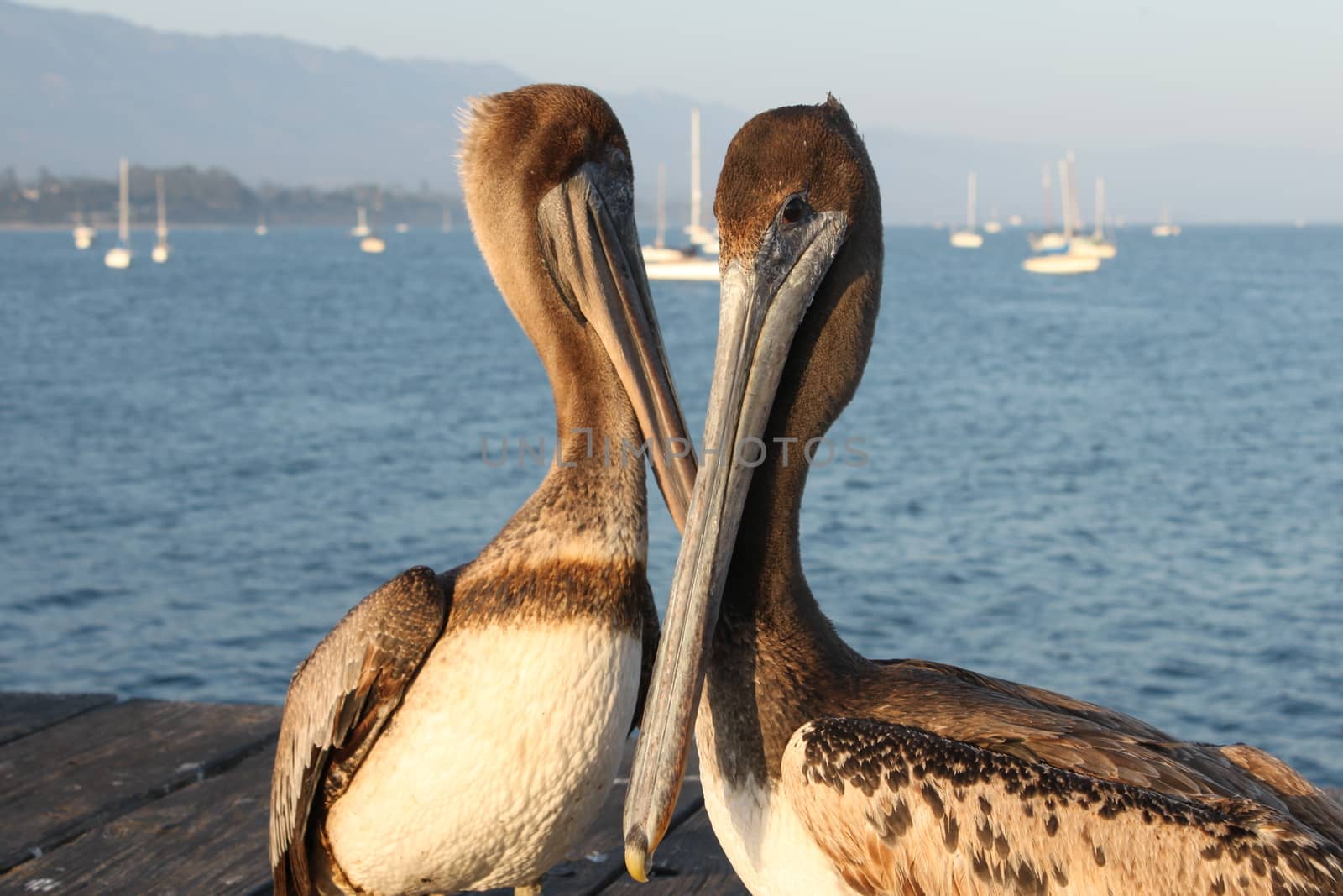 Two California pelicans on the Santa Barbara pier.