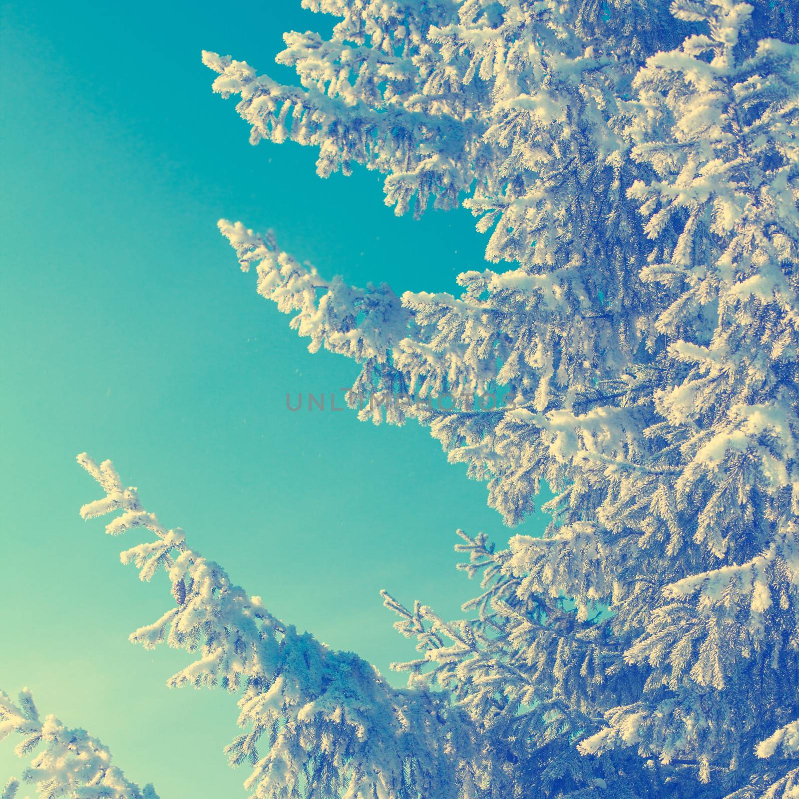 fir tree covered with frost