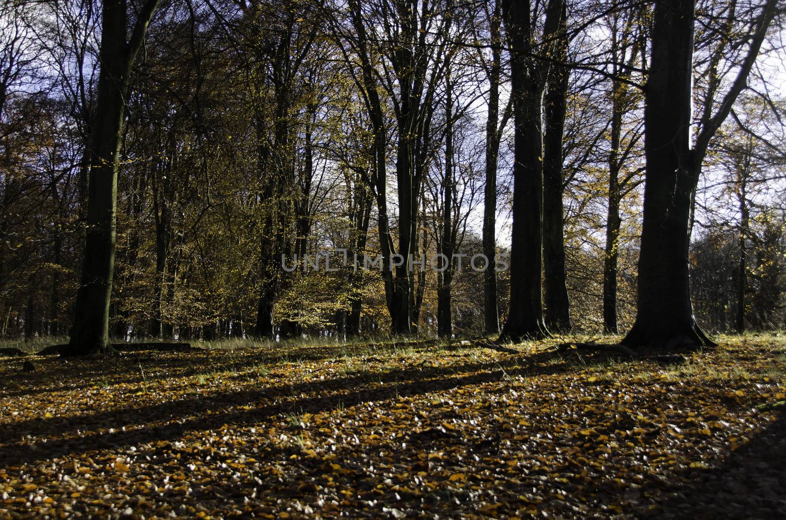 Beech forest in late autumn with sunlight and yelllow leaves
