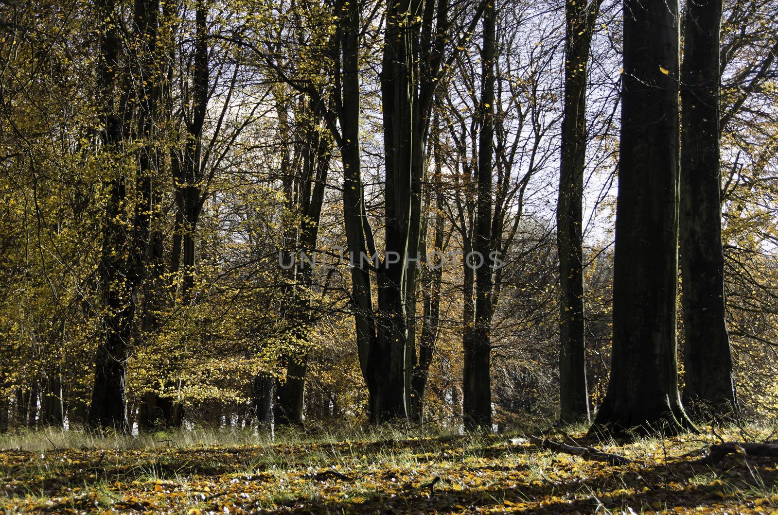 Beech forest in late autumn with sunlight and yelllow leaves