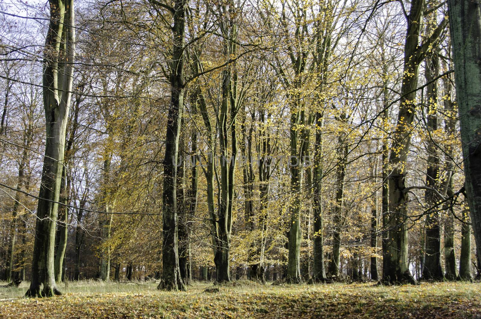 Beech forest in late autumn with sunlight and yellow leaves