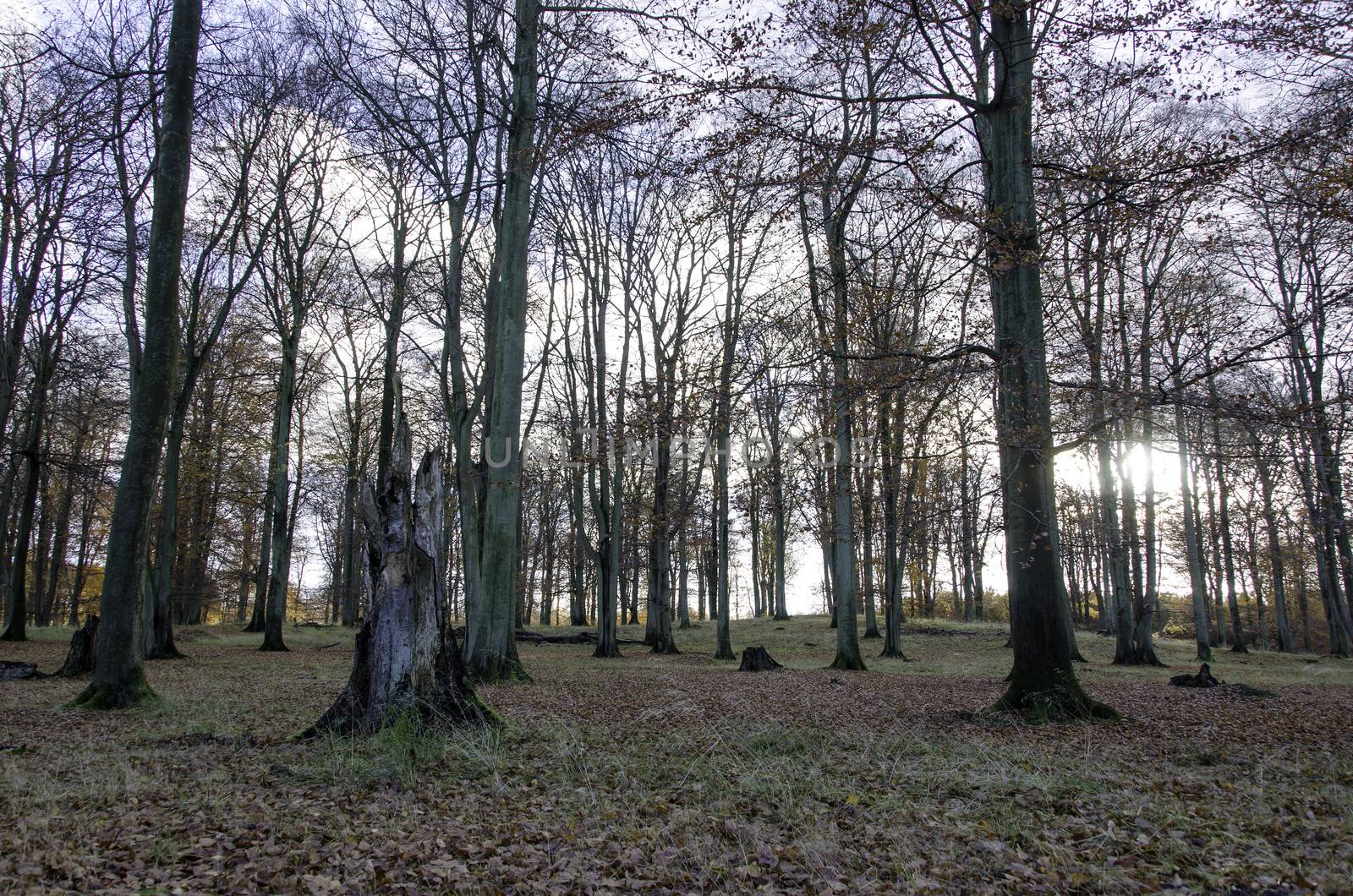 Beech forest in late autumn with sunlight and yellow leaves