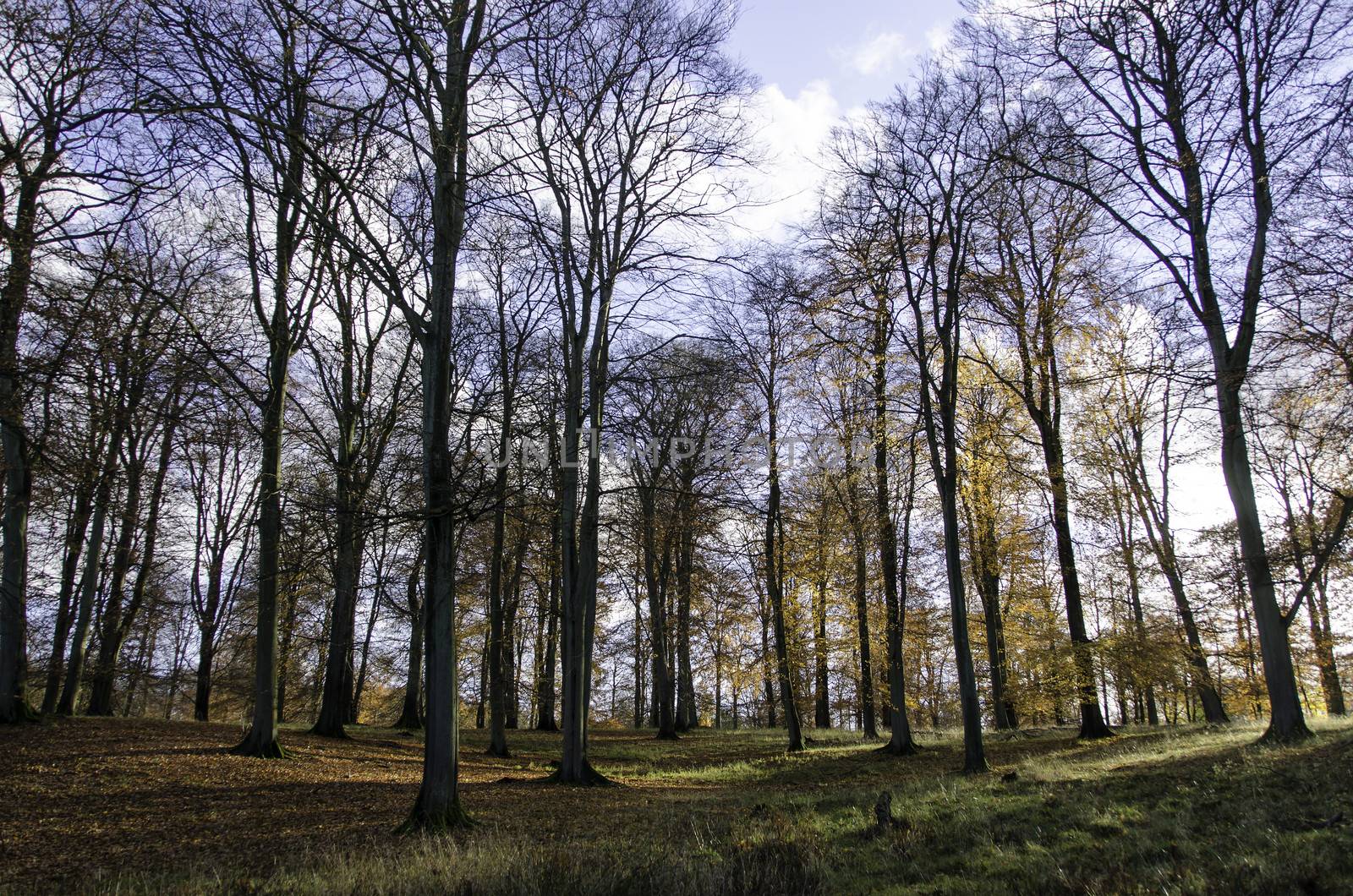 Beech forest in late autumn with sunlight and yellow leaves