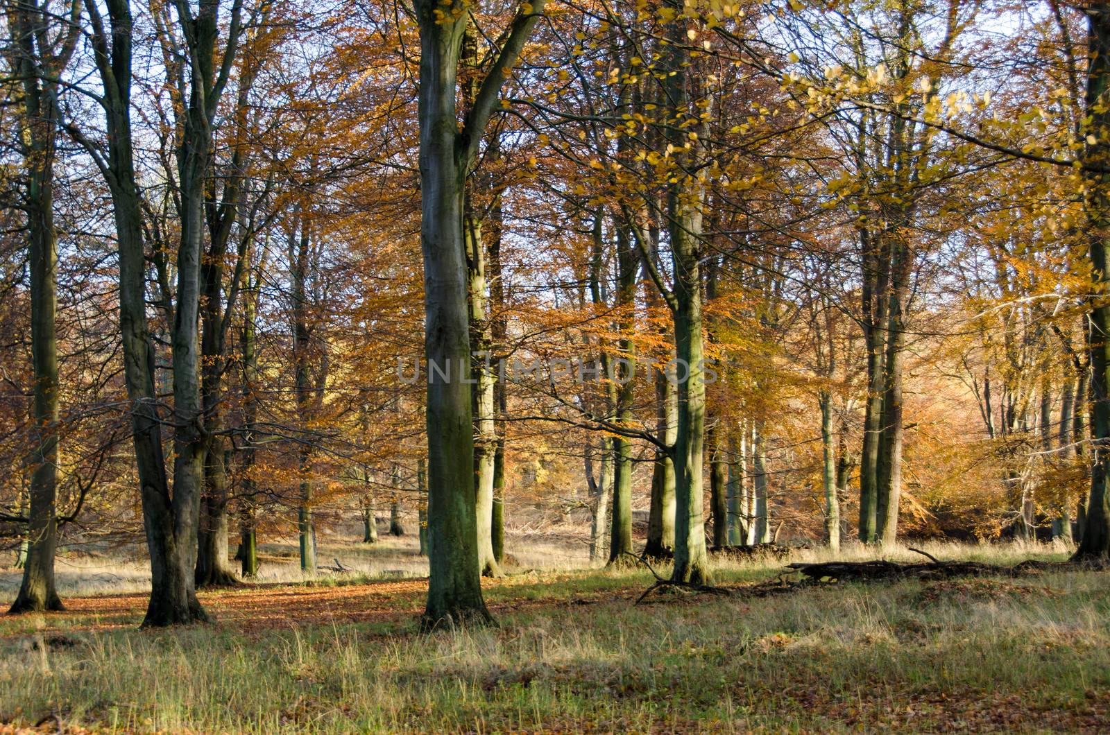 Beech forest in late autumn with sunlight and yellow leaves