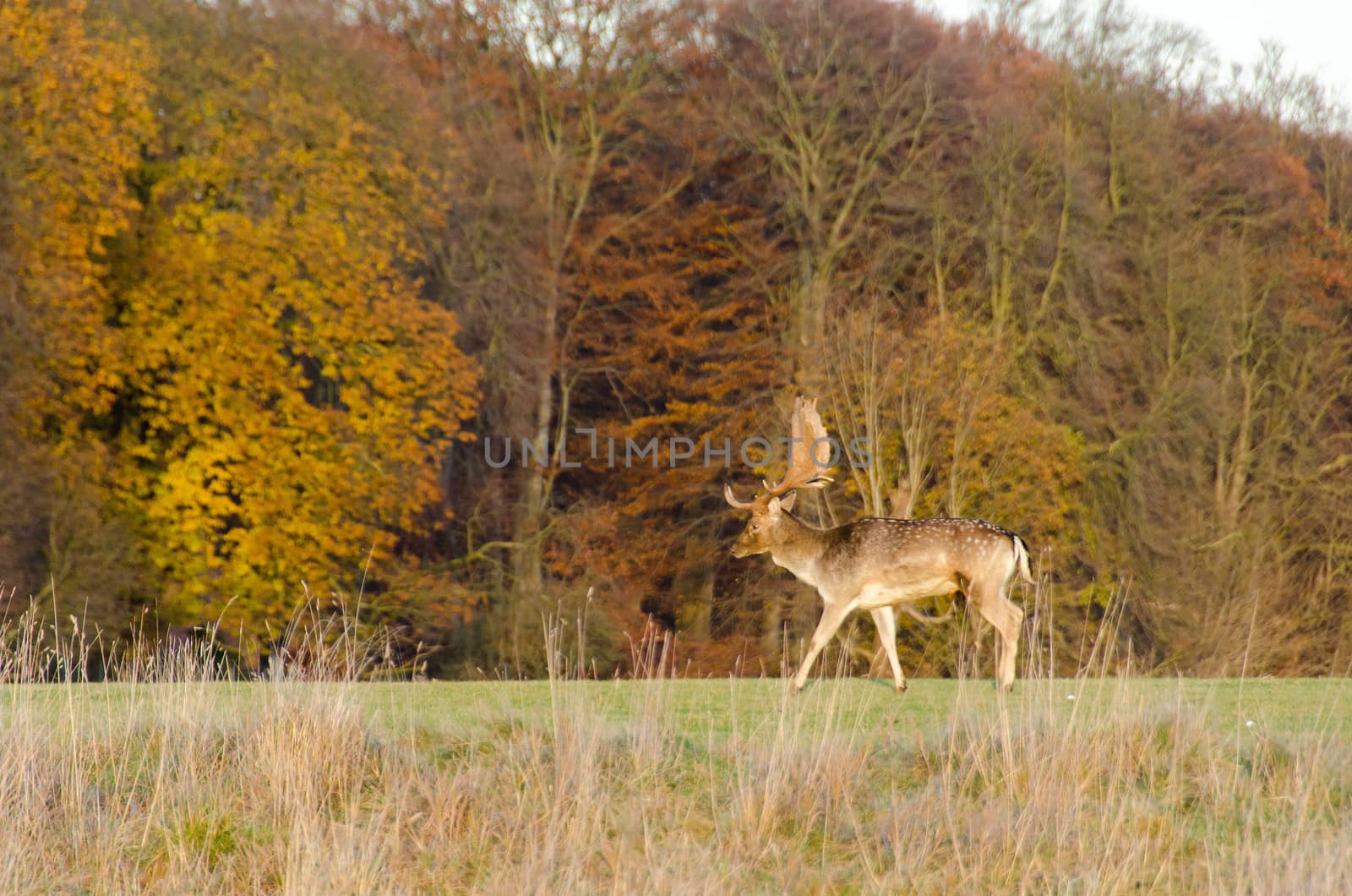 Fallow deer, Dama dama walking on a meadow in front of an autumn forest