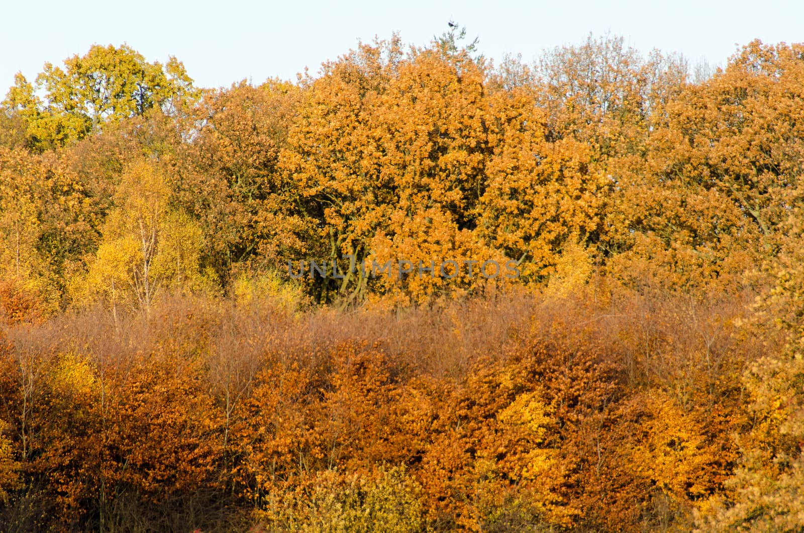 Autumn forest seen from far away with yellow beech leaves