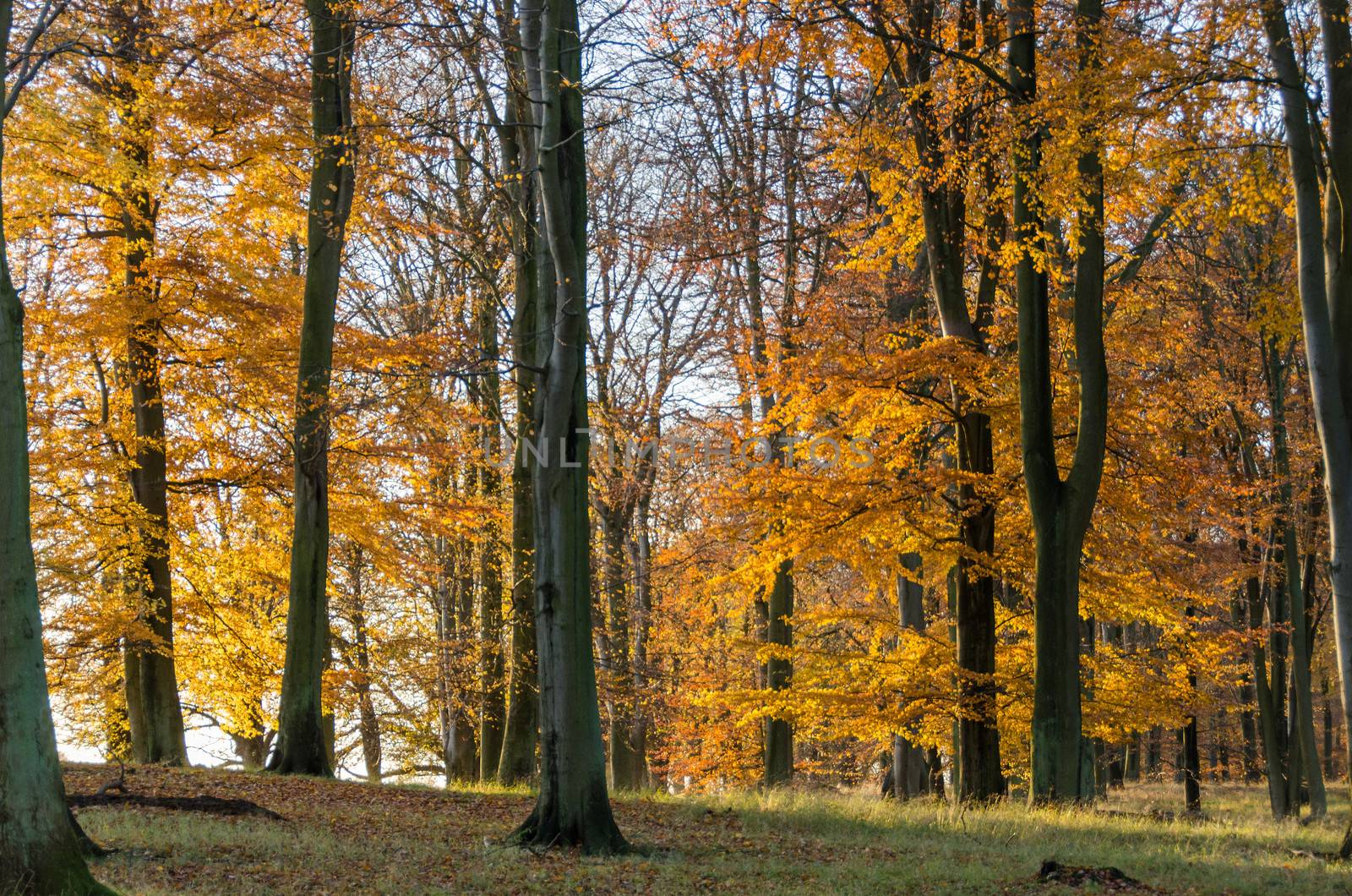 Beech forest in late autumn by Arrxxx