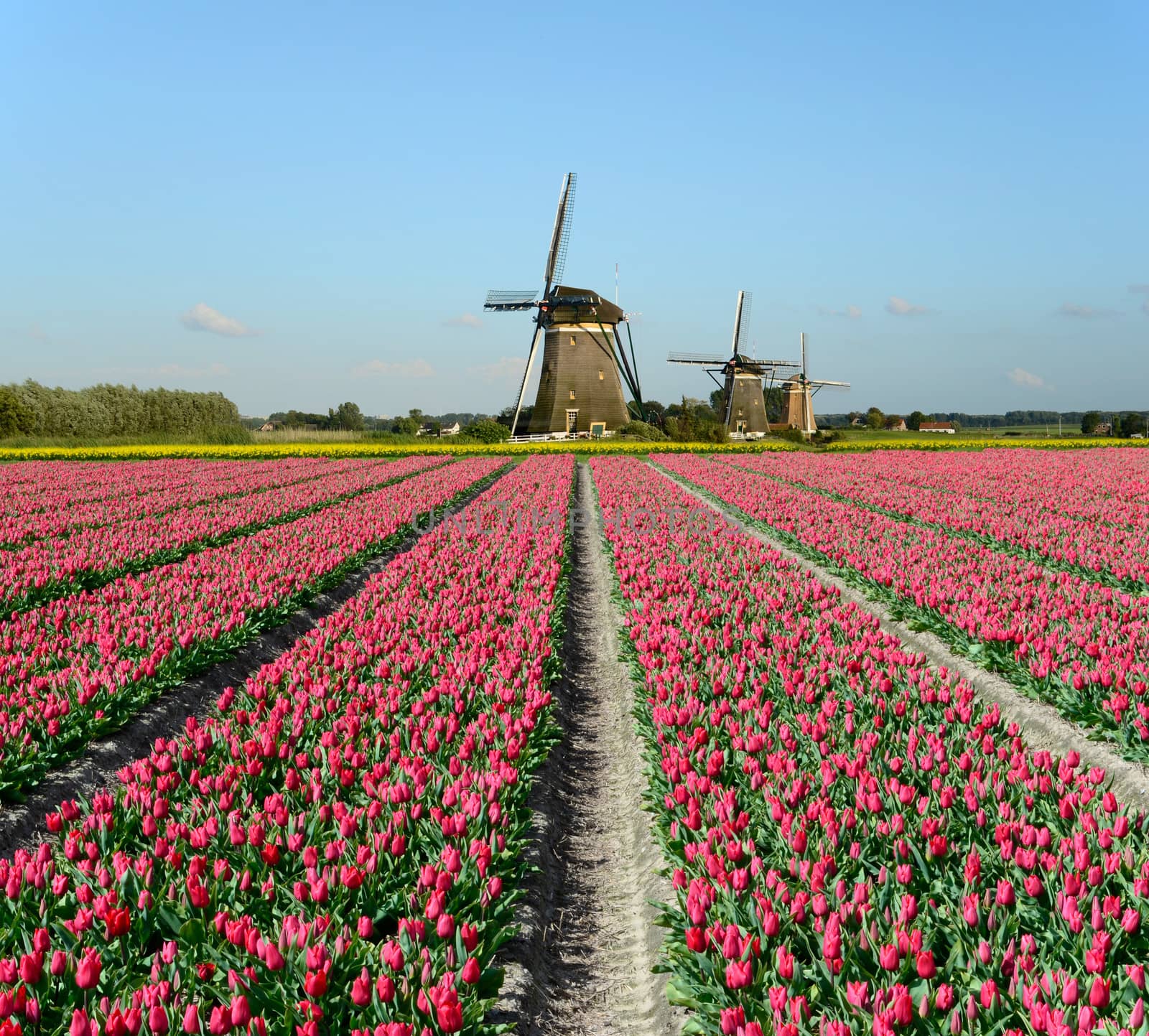 Tulips and windmills in Holland by pljvv