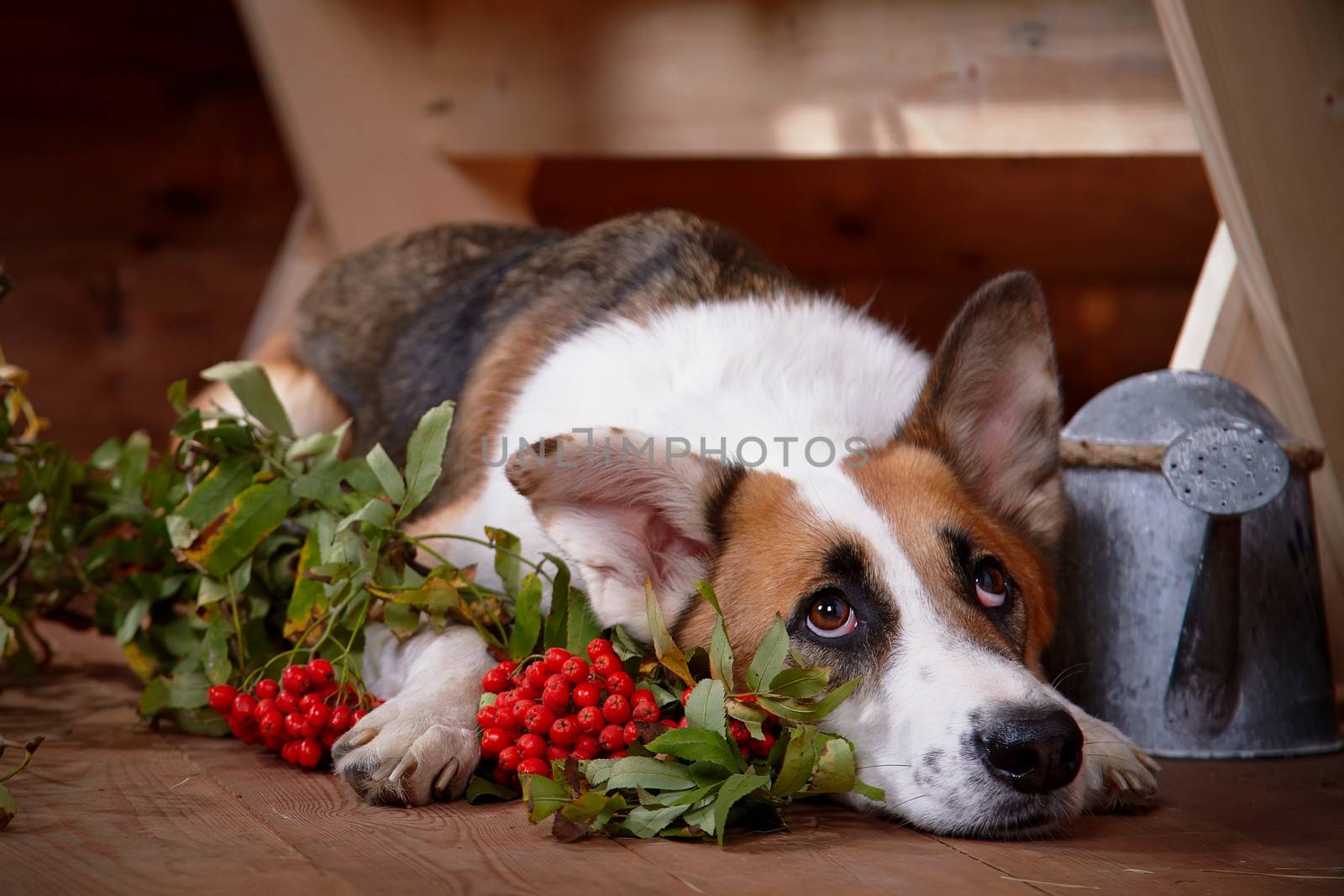 Sad dog with a mountain ash in the rural house. The dog lies under a bench in the rural house. Not purebred house dog.