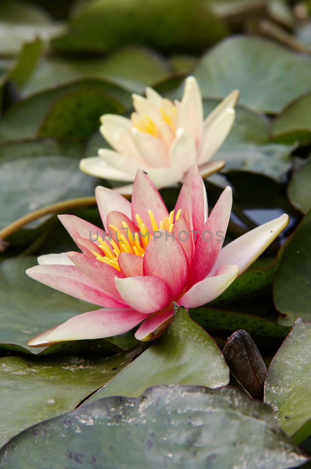 Shot of the waterlily - water flower