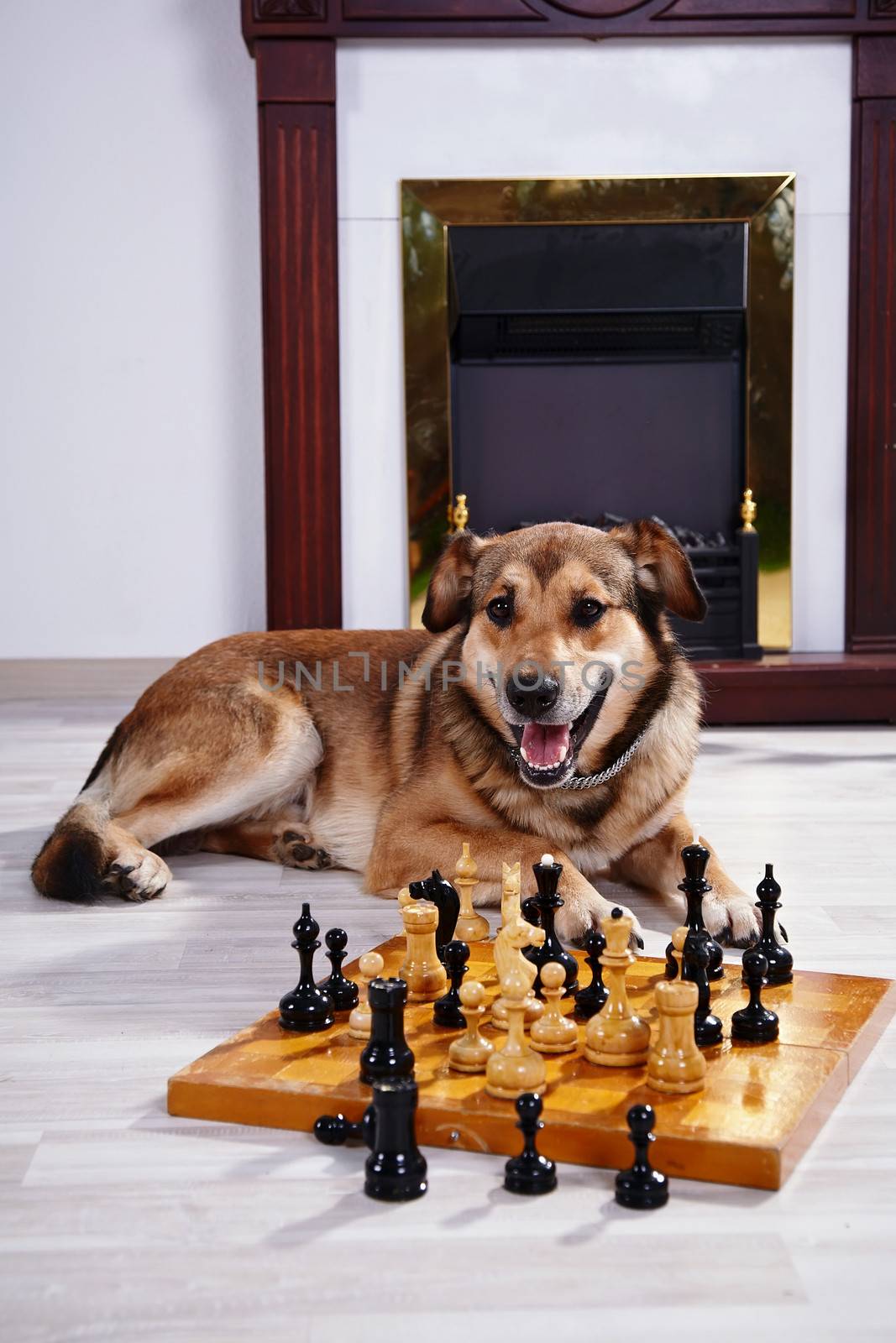 Dog and chess against a fireplace. by Azaliya