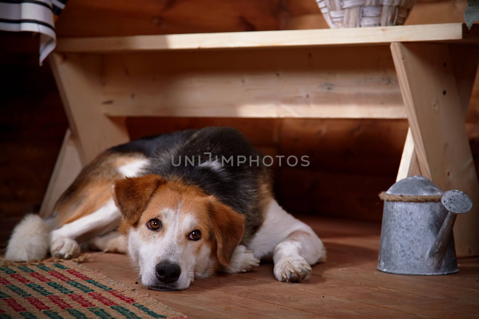 The sad dog lies under a bench in the rural house. Not purebred house dog.
