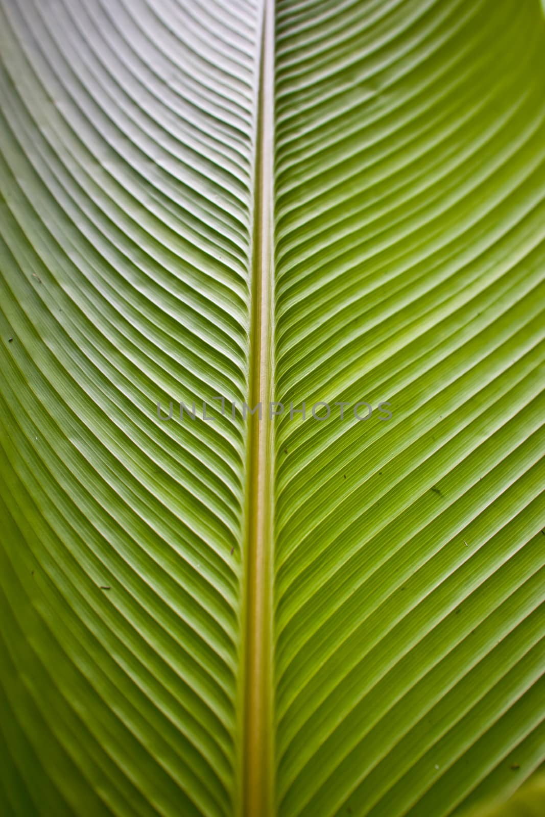 Close up of a large fern plant in portrait position.