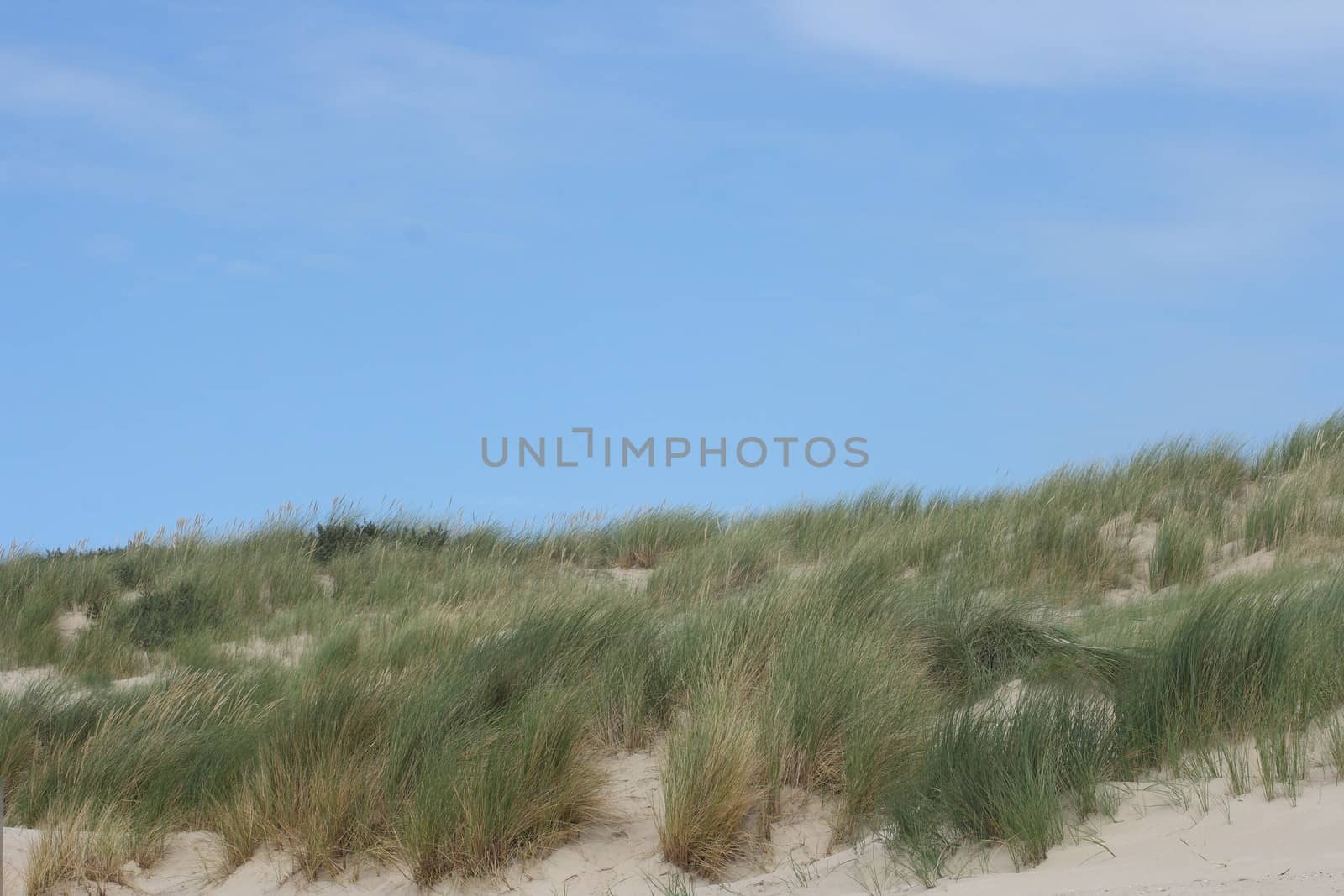 Dunes along the North Sea coast in Belgium