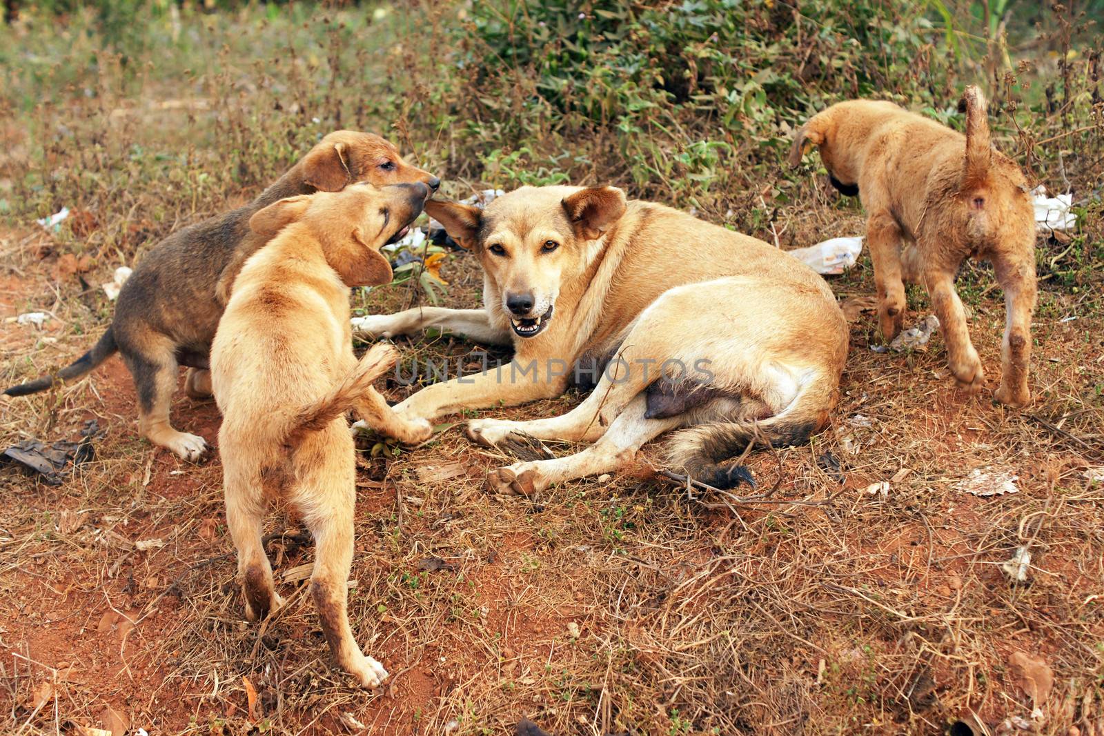 Stray mother dog with big pups in Africa