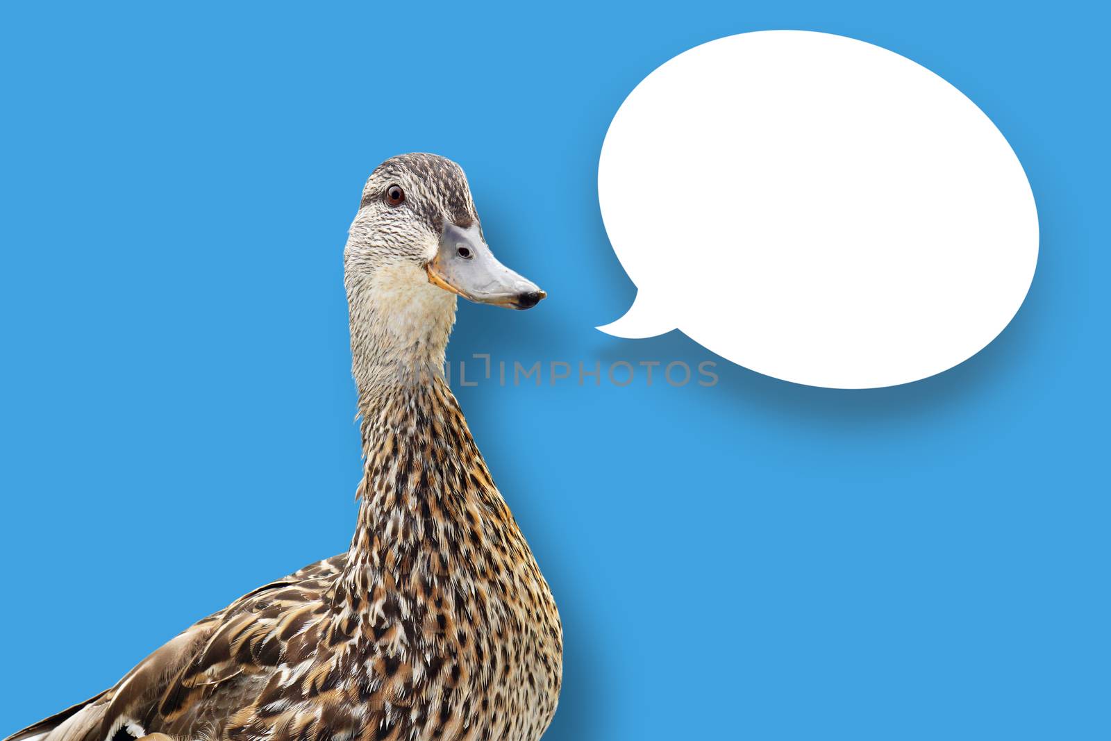 Duck on blue with speech bubble by Mirage3