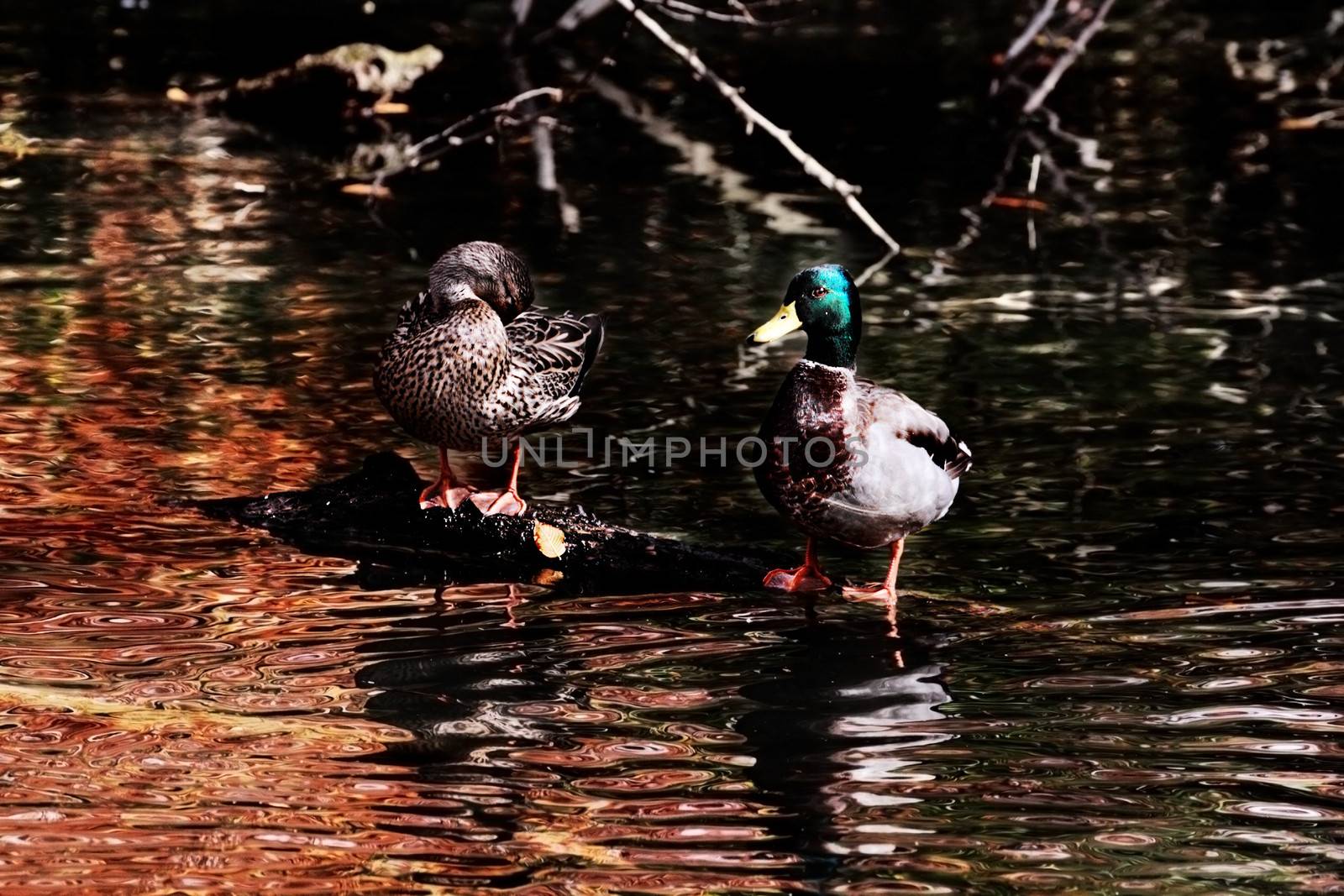 Beautiful pair of mallards grooming themselves on a log with autumn reflecting in the pond.