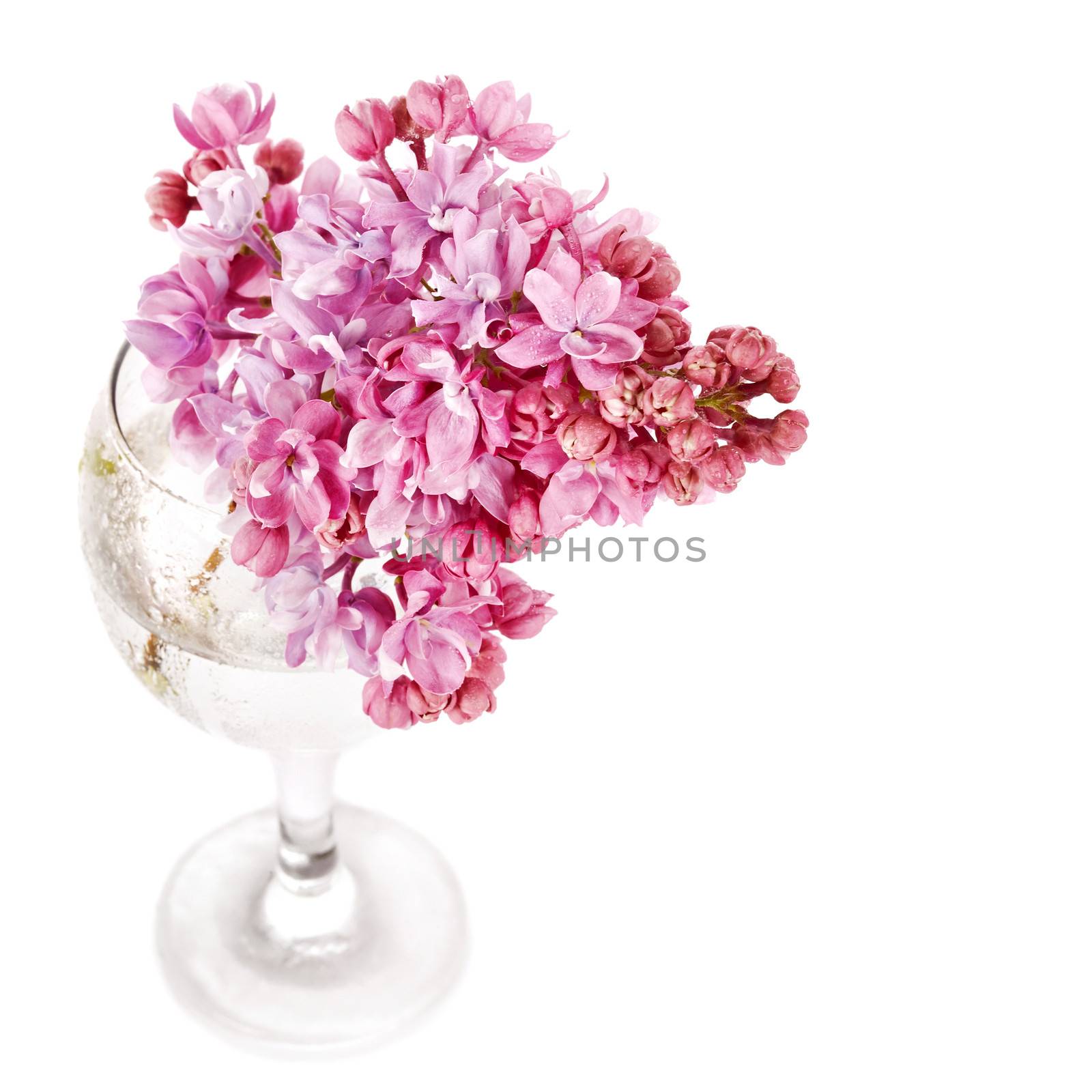 Lilac branch in a glass. Lilac flowers. Lilac bouquet.