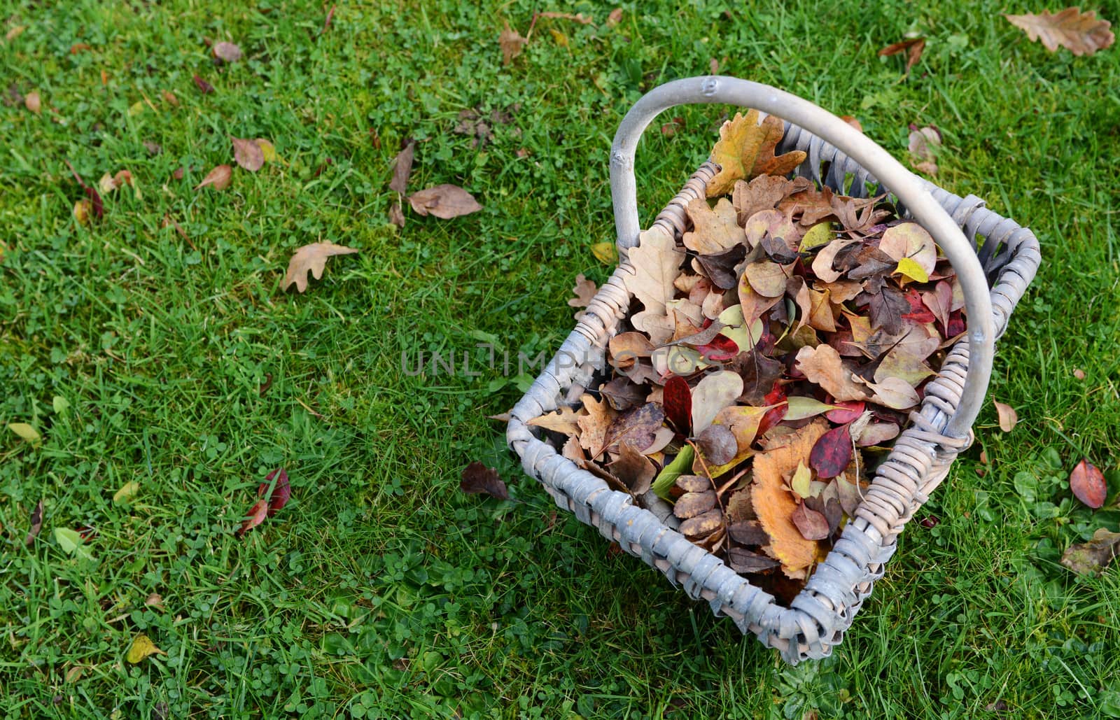 Woven basket full of autumn leaves on green grass