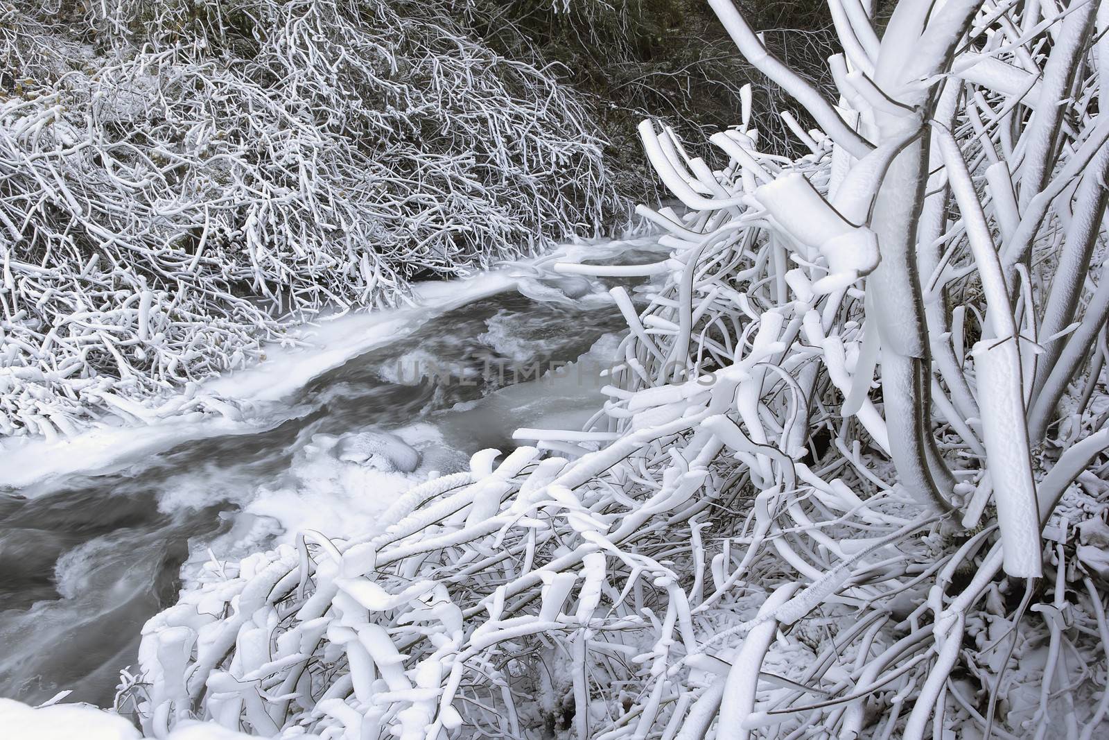 Frozen Ice and Snow Along Flowing Water Stream or River with Icicles on Tree Branches in WInter