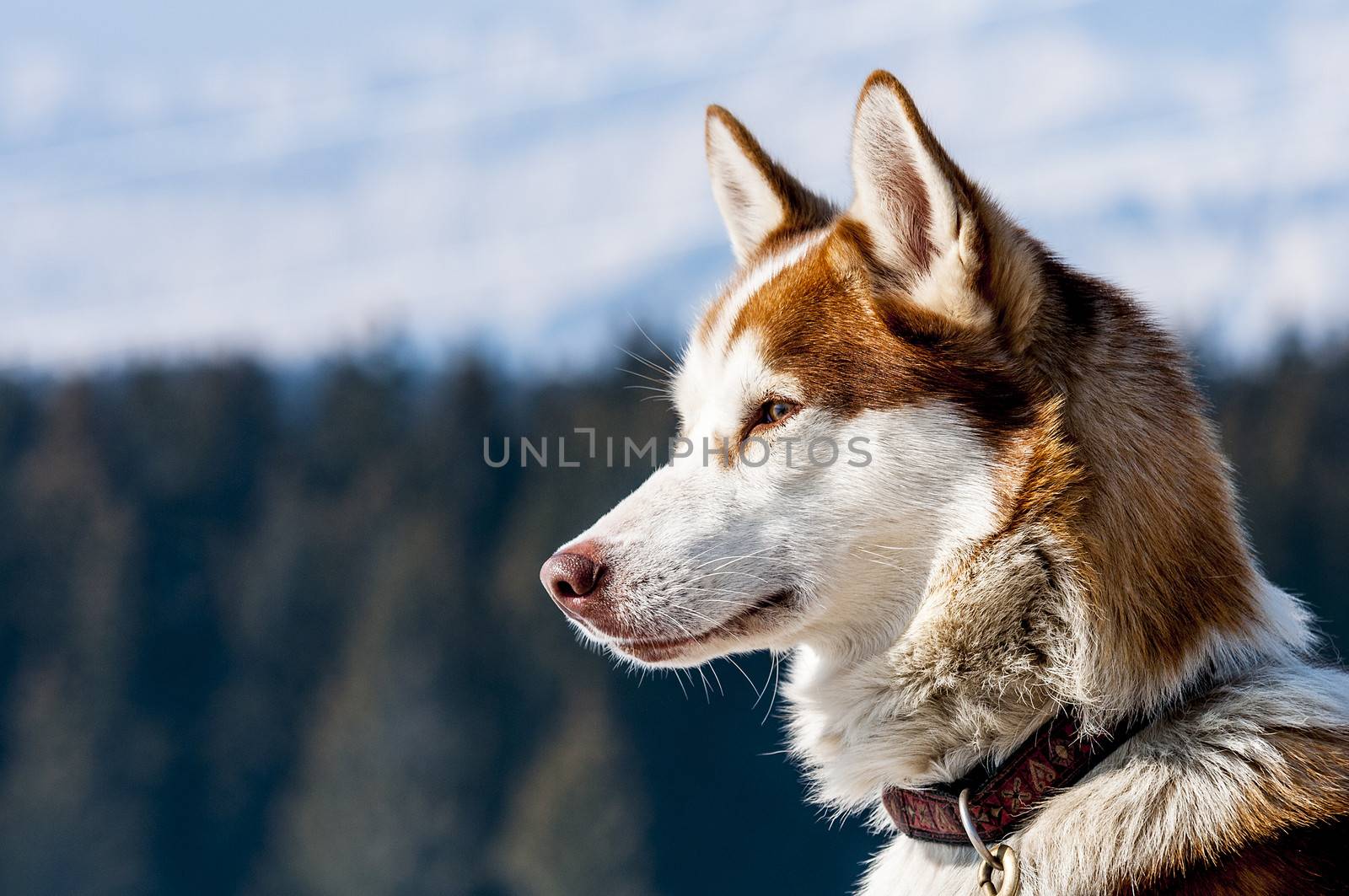 Portrait of Siberian Huskty dog in winter