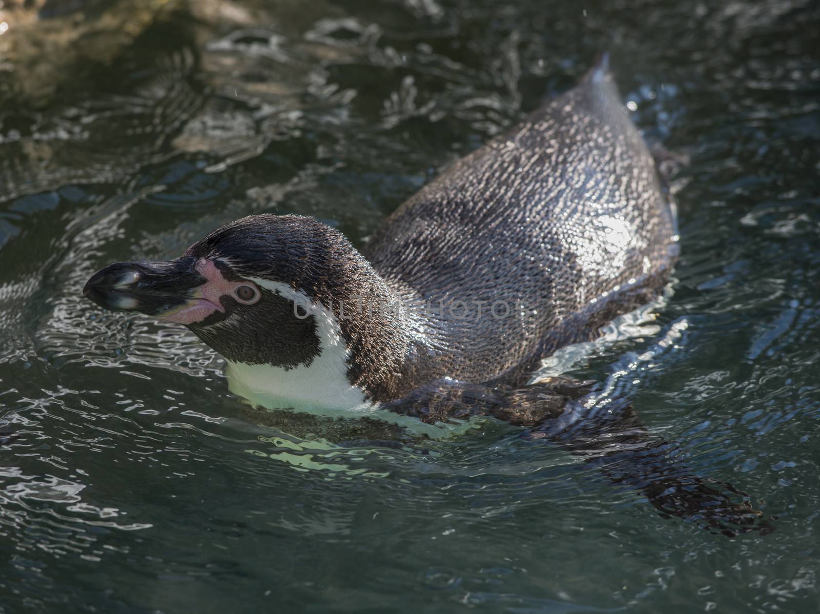 Close-up shot of a penguin in the water