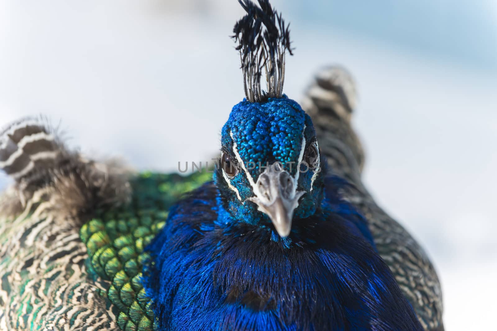 Close-up shot of a peacock looking into the camera