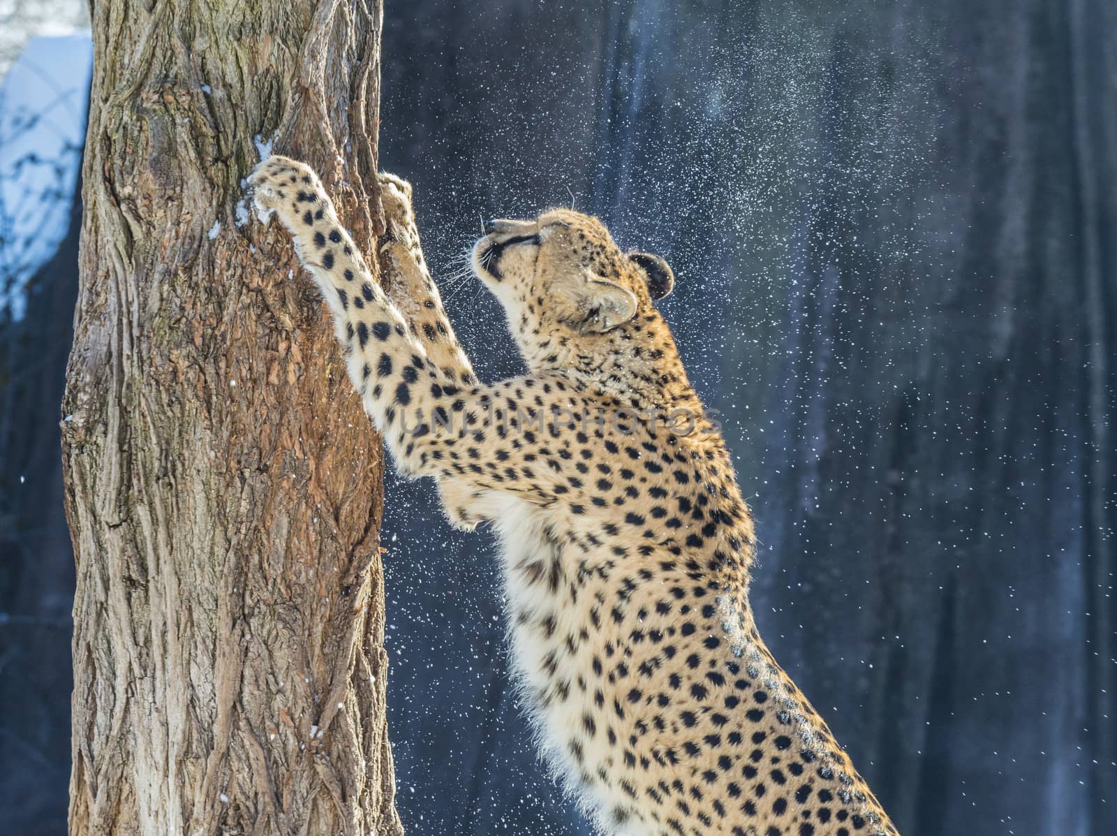 Adult cheetah scratching the tree standing up