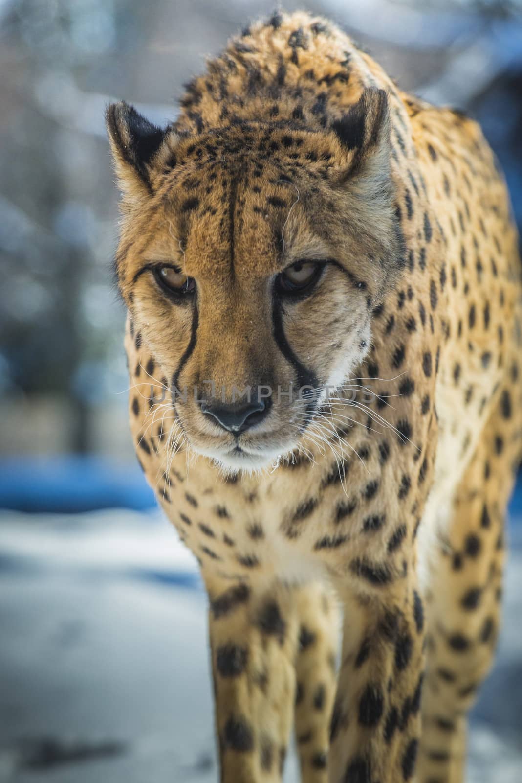 Gorgeous cheetah running on the snow towards the camera