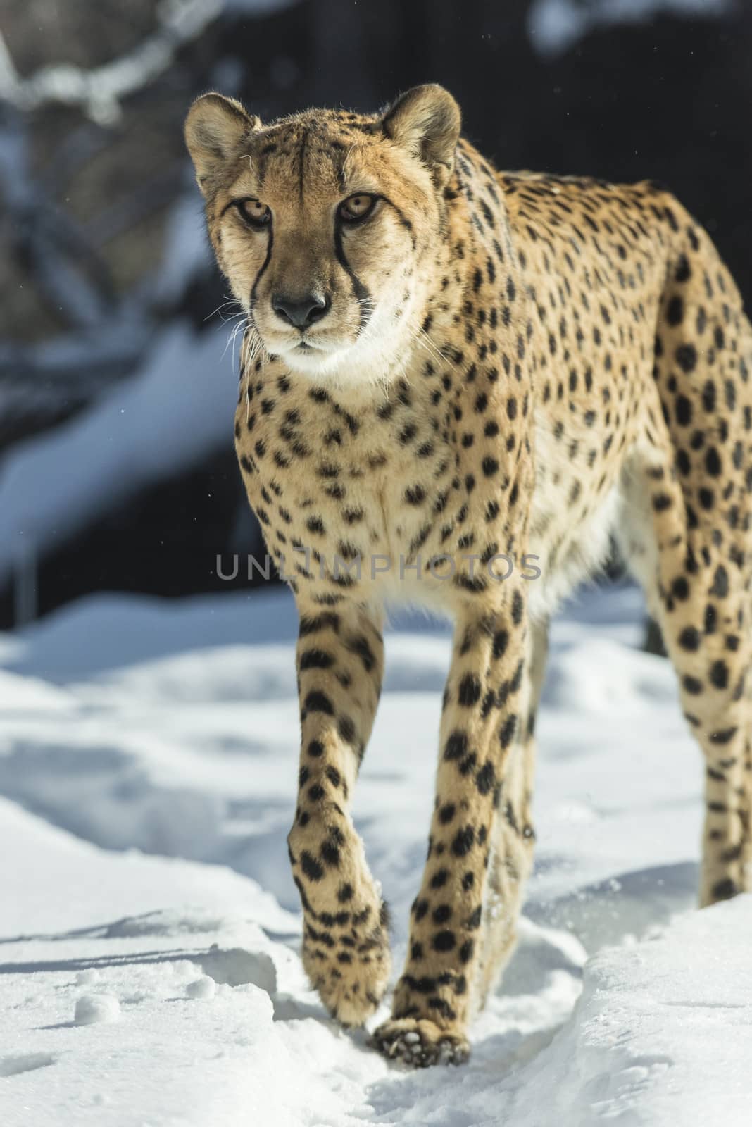 Gorgeous cheetah running on the snow towards the camera