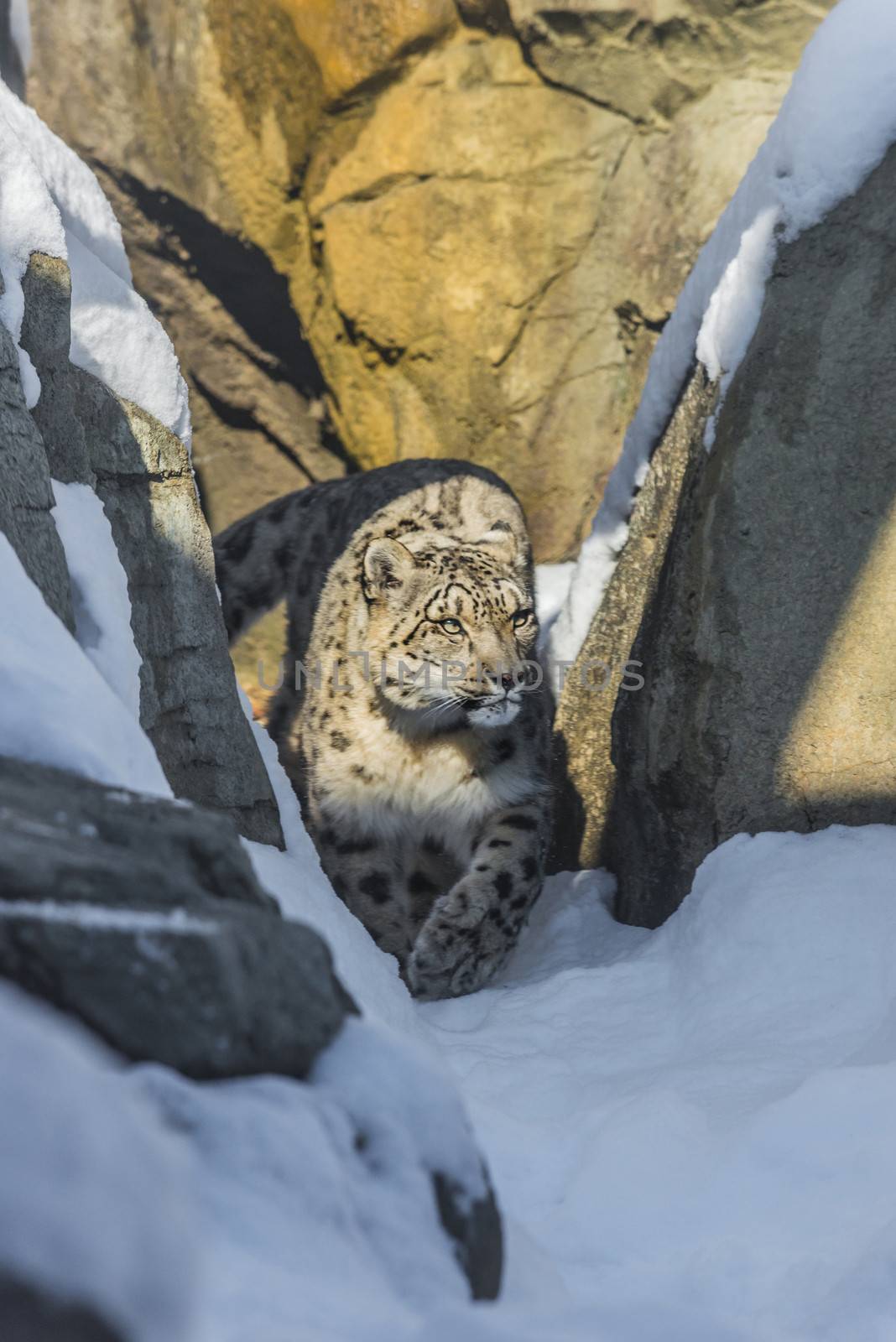 Beautiful snow leopard in the snow covered mountains