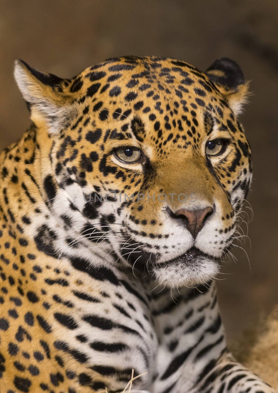 Adult female jaguar - looking towards the camera