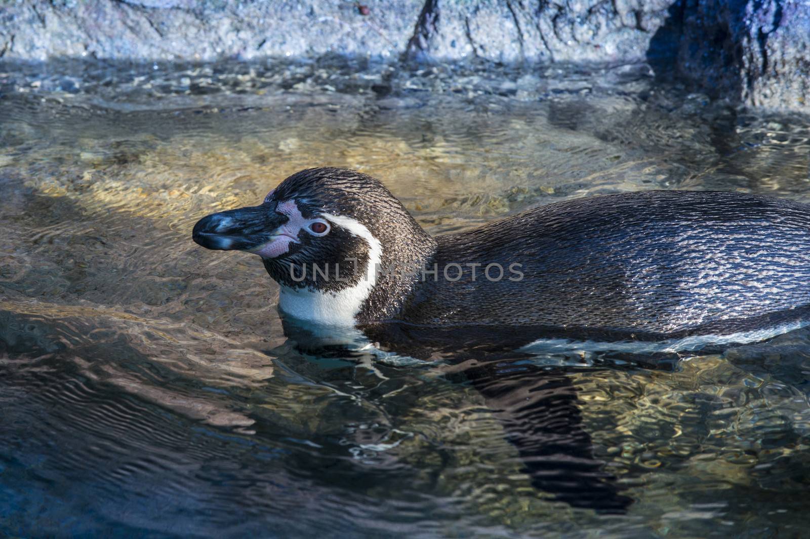 Close-up shot of a penguin in the water