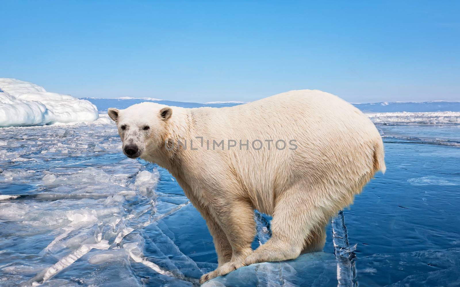 polar bear standing on the ice block by elena_shchipkova