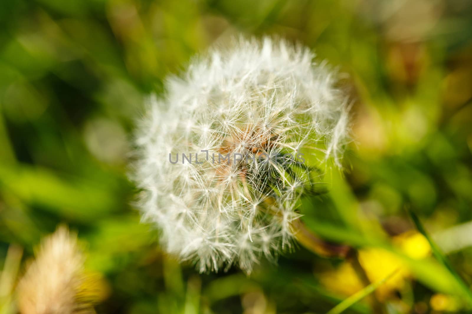 Macro dandelion autumn day in the park outdoors in sunny weather