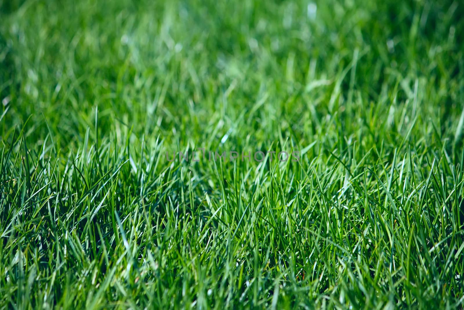 Field with a green grass