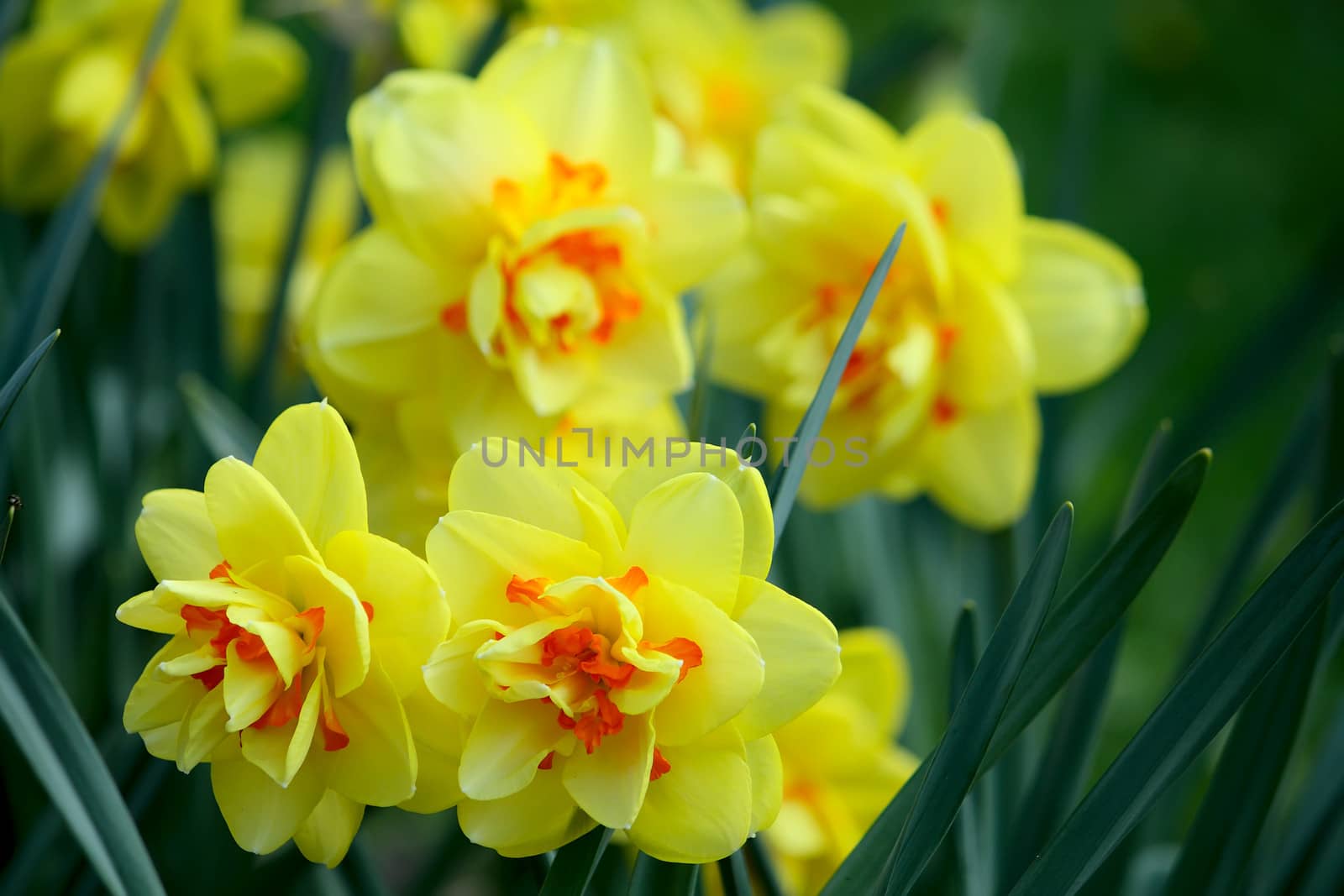 Yellow daffodil flowers