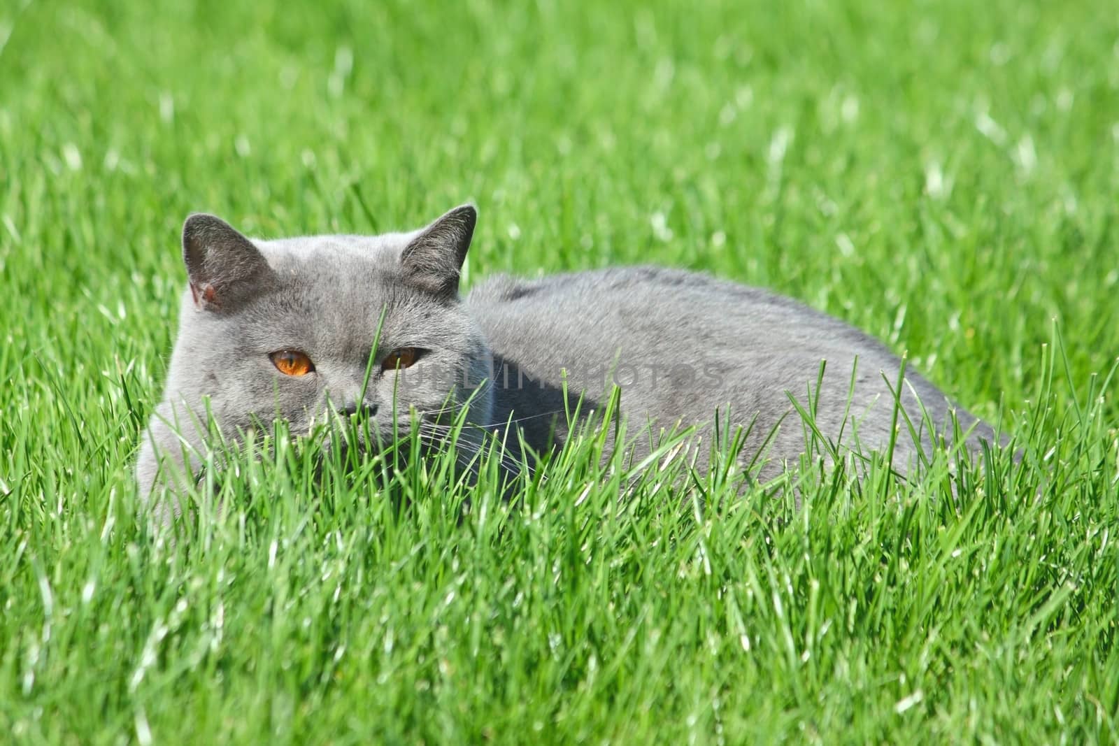 Grey british cat in the grass