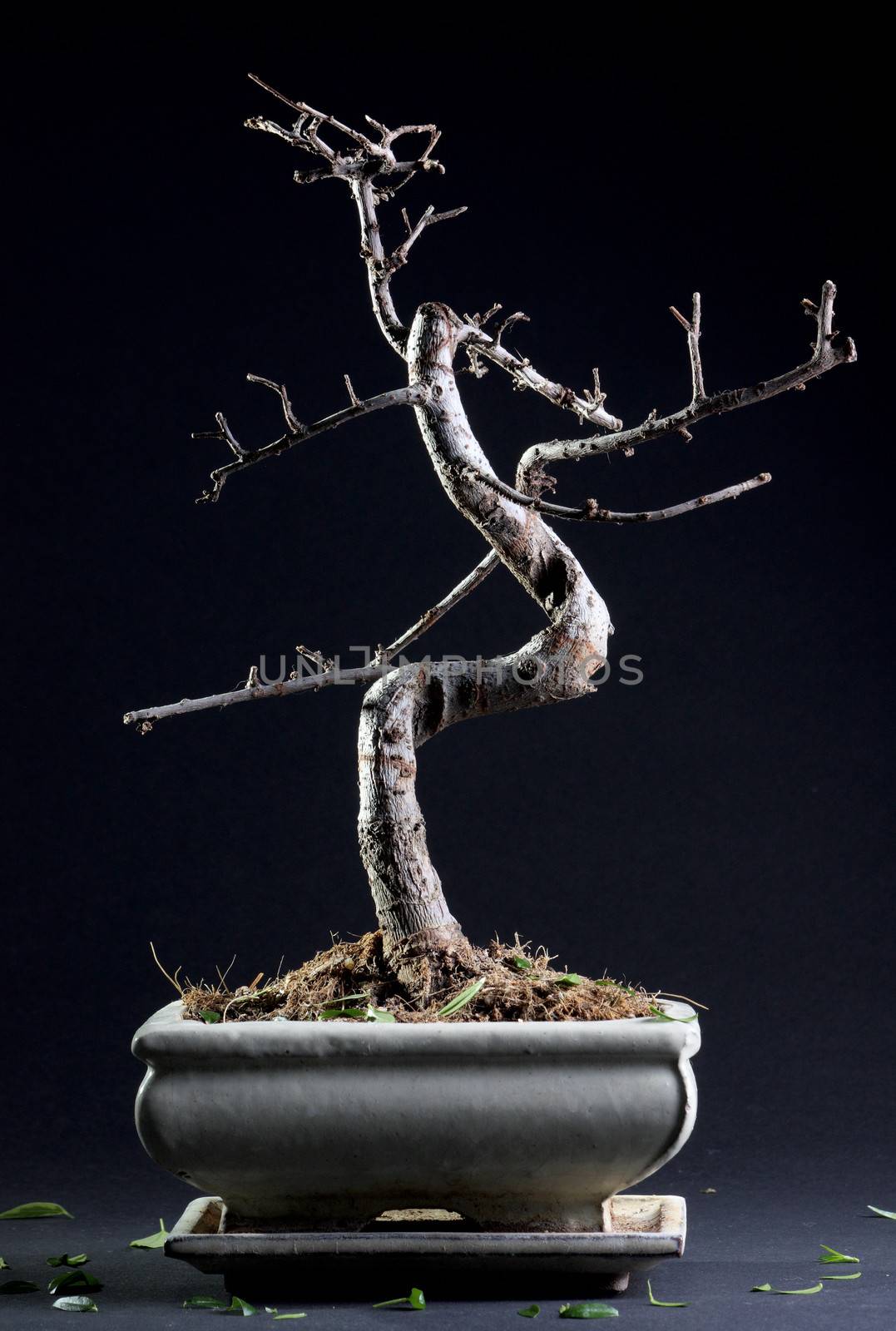 Little bonsai without leaves by dedmorozz