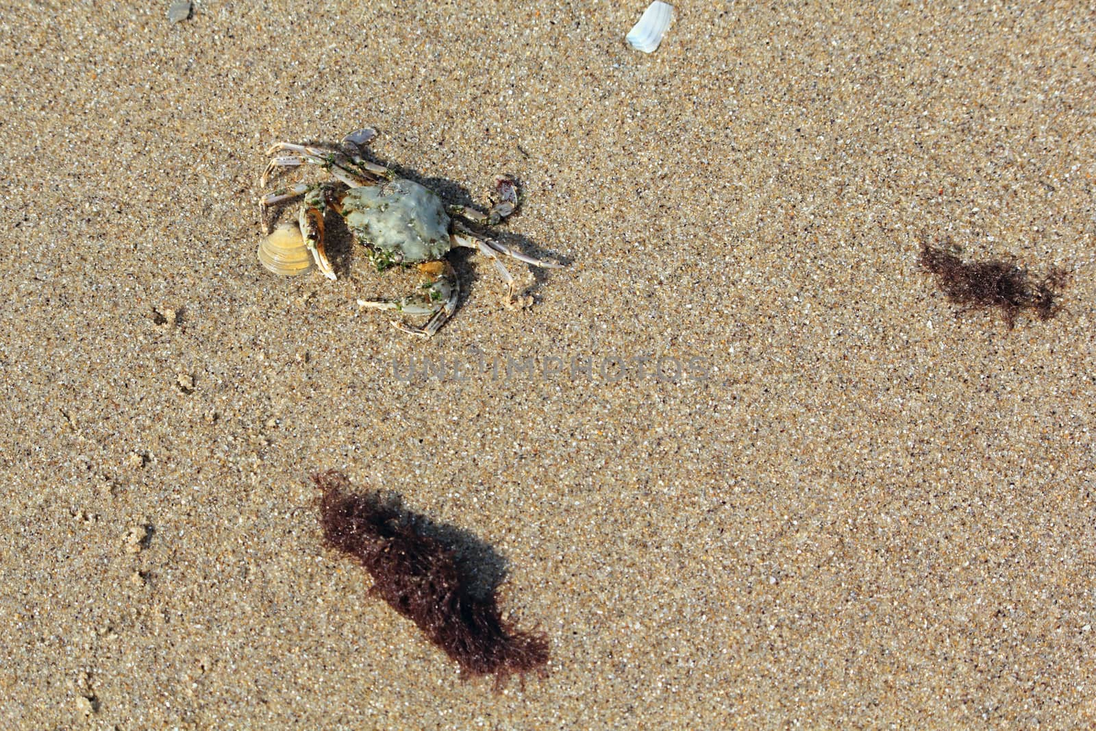 Crab on the sand nea the shell