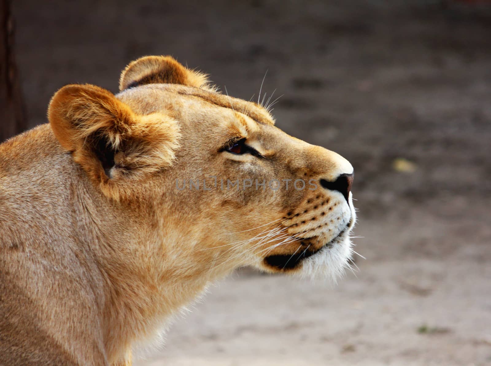 Big beautiful lion's female portrait