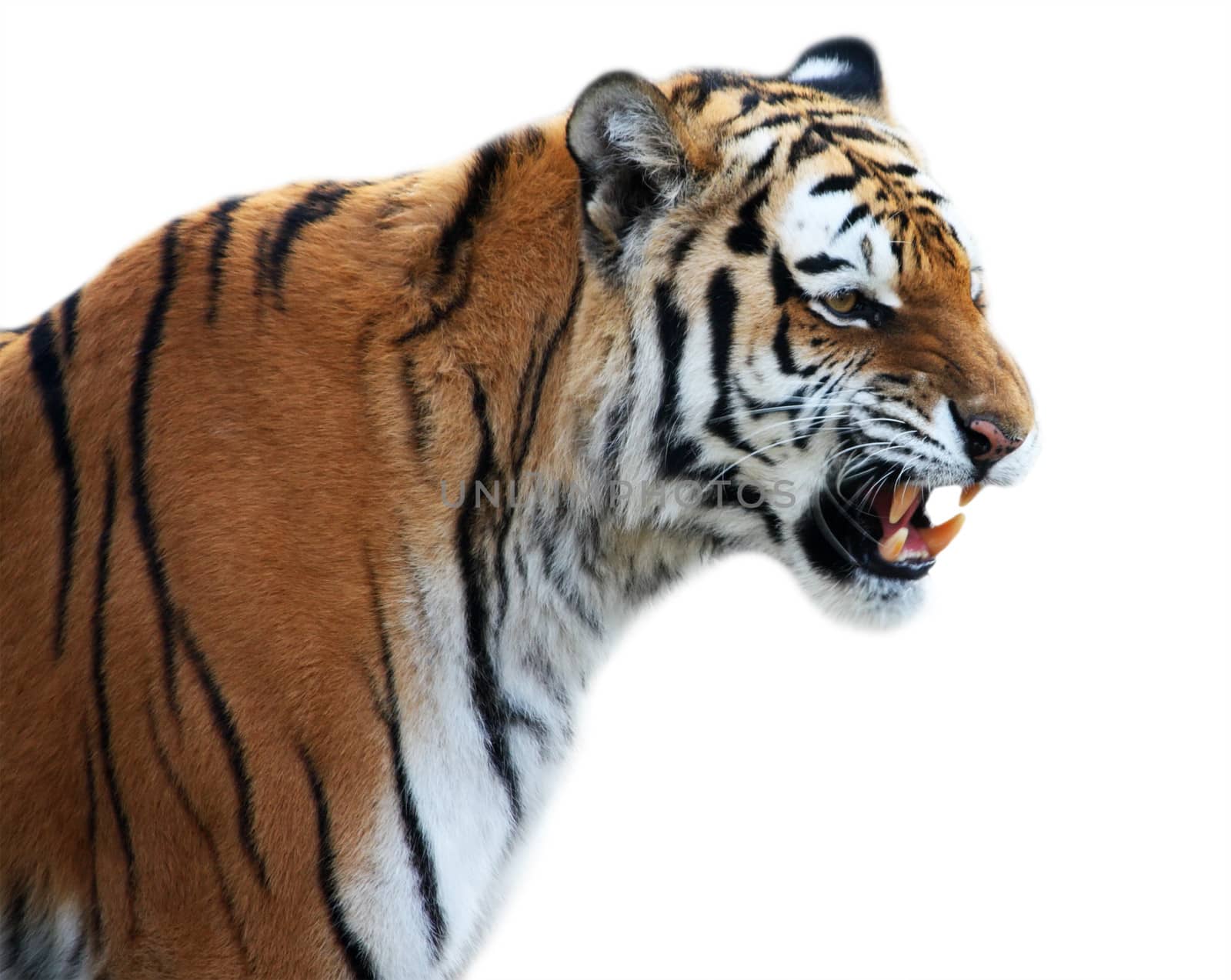 Tiger roaring isolated on the white