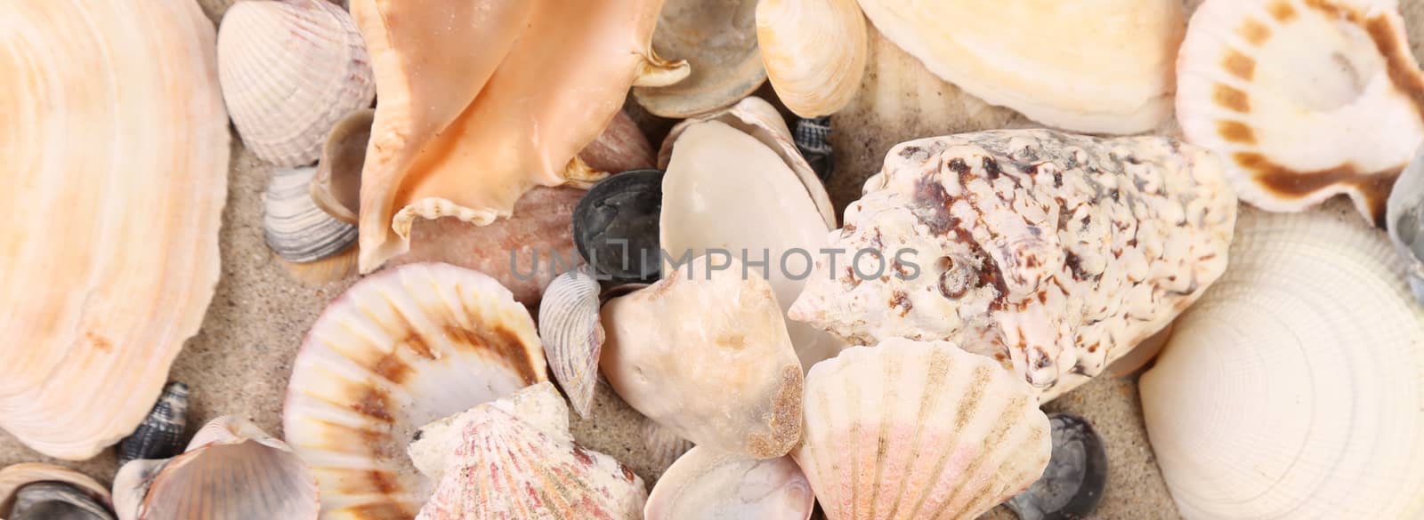 Sea shells as background . Close up. by indigolotos