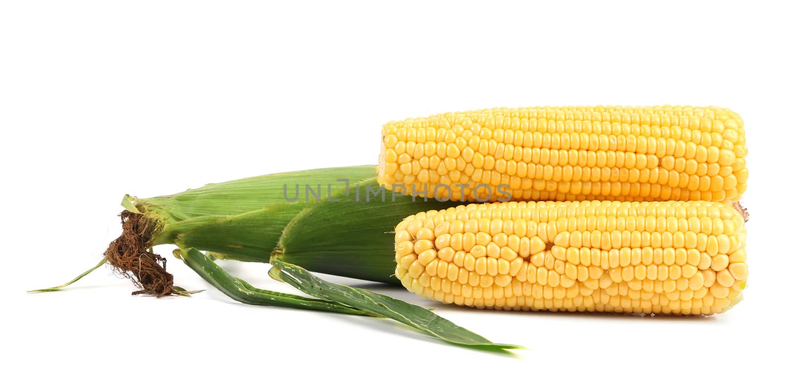 Close up of fresh corn ears. Isolated on a white background.